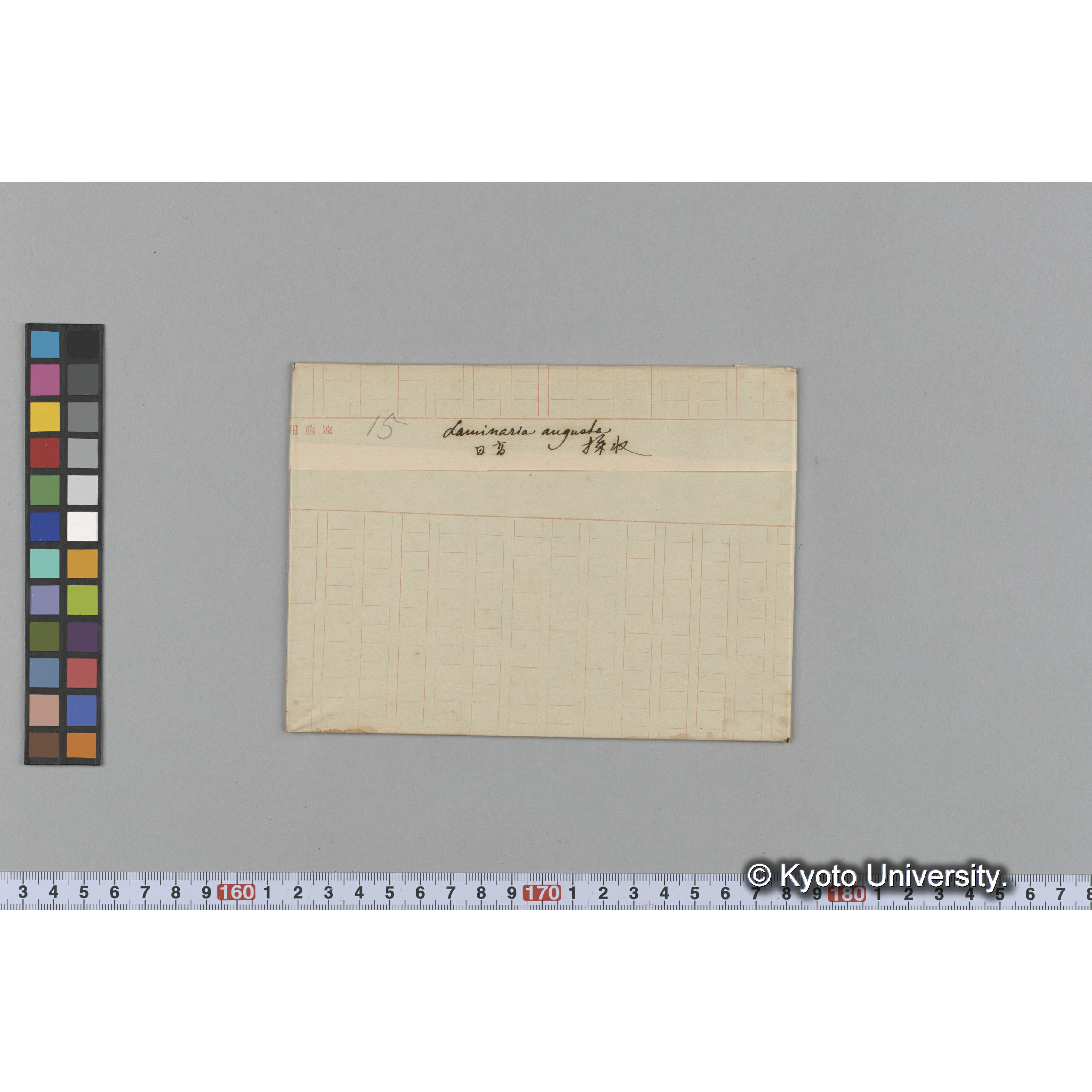 Laminaria augusta / 日高 / 採取 (1)