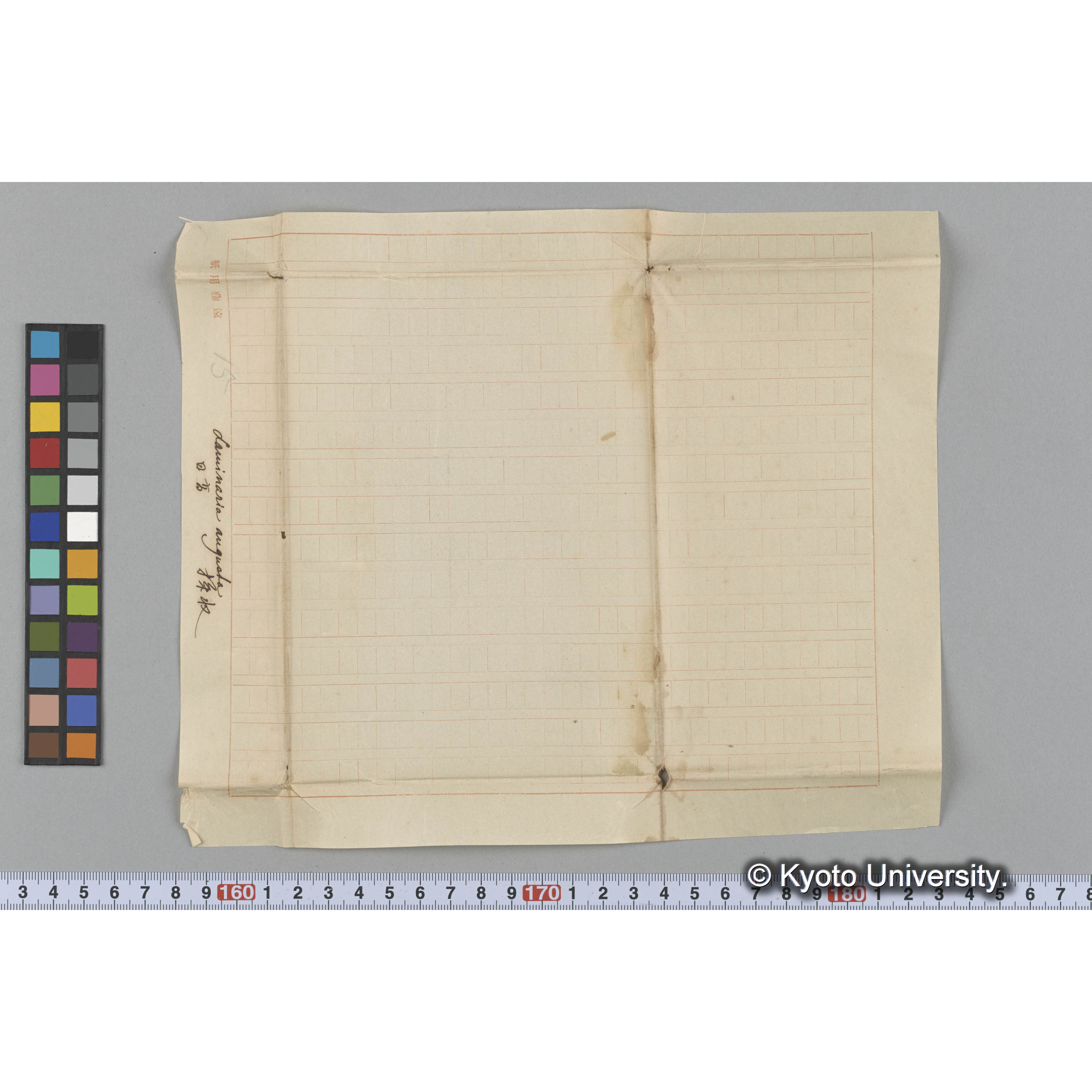 Laminaria augusta / 日高 / 採取 (3)