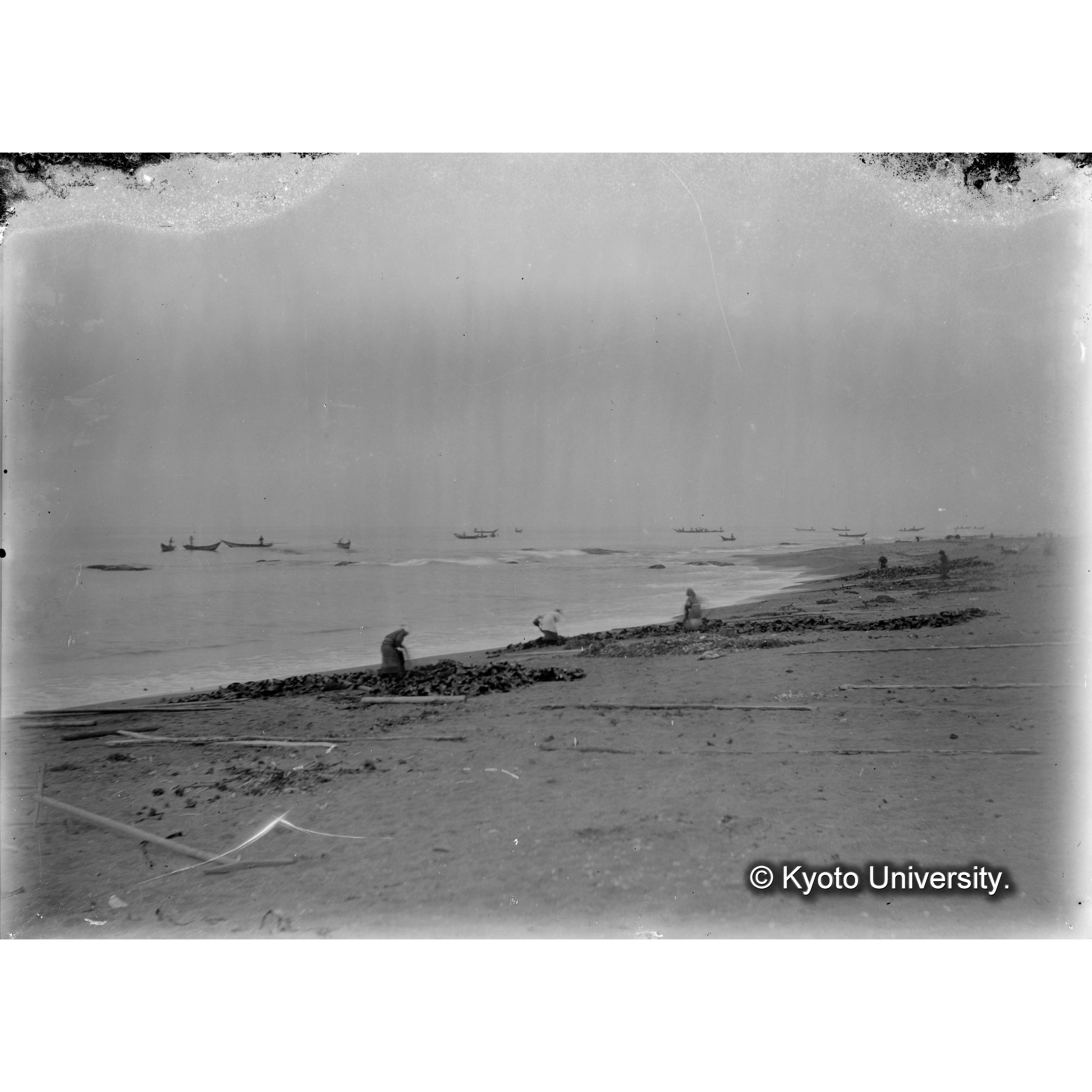 Laminaria augusta / 日高 / 採取 (4)