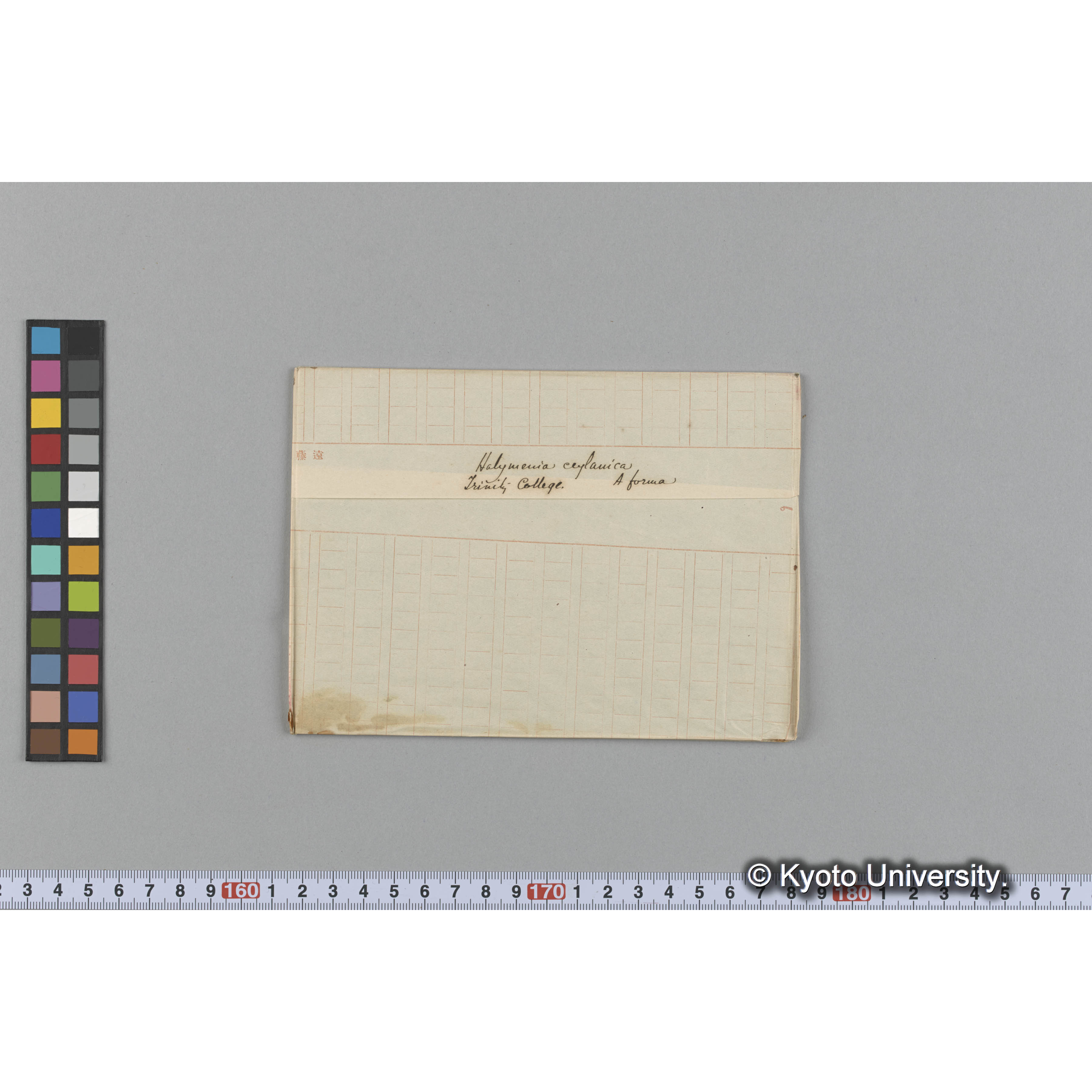 Halymenia ceylanica / A forma / Trinity college （写真帳番号 58） (1)