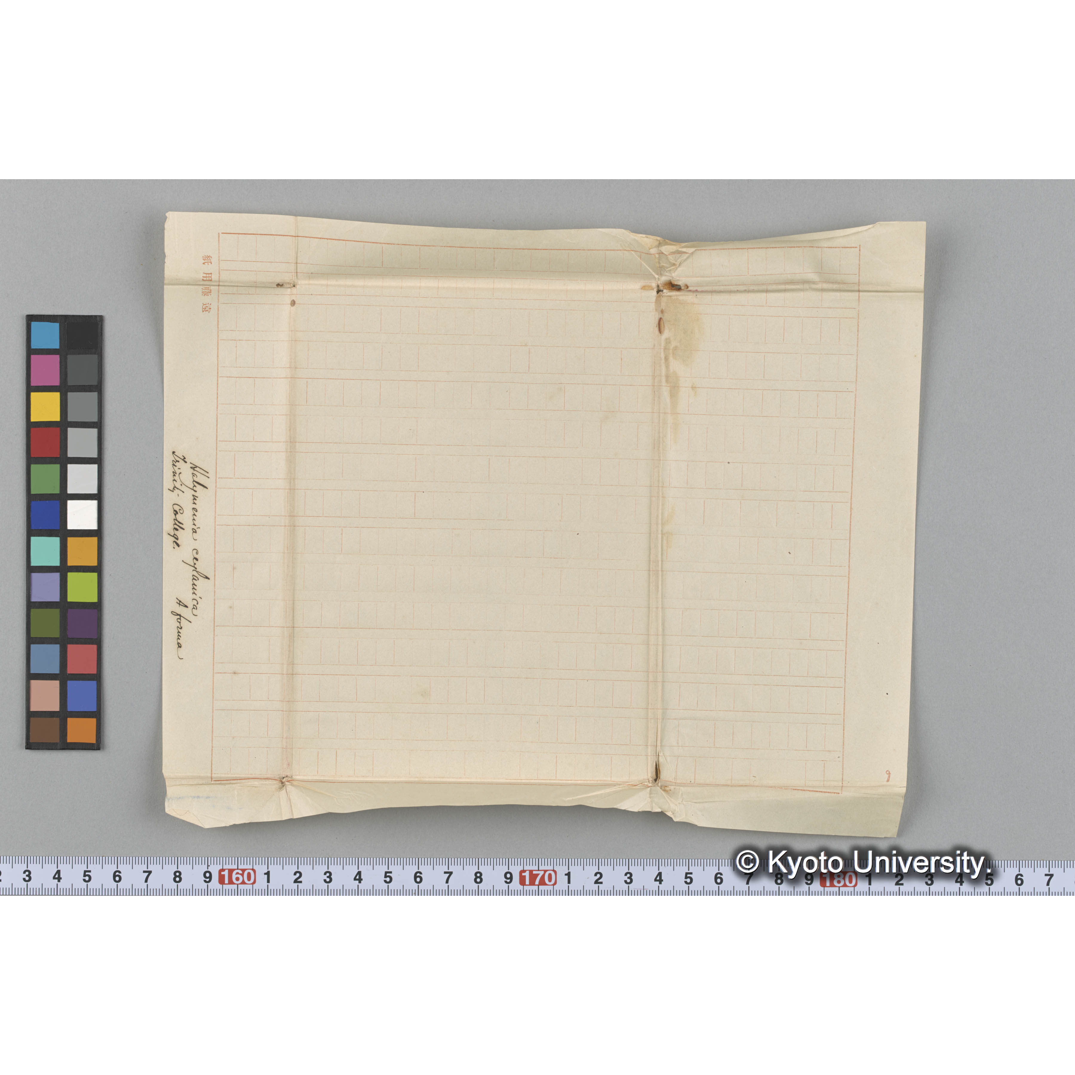 Halymenia ceylanica / A forma / Trinity college （写真帳番号 58） (3)