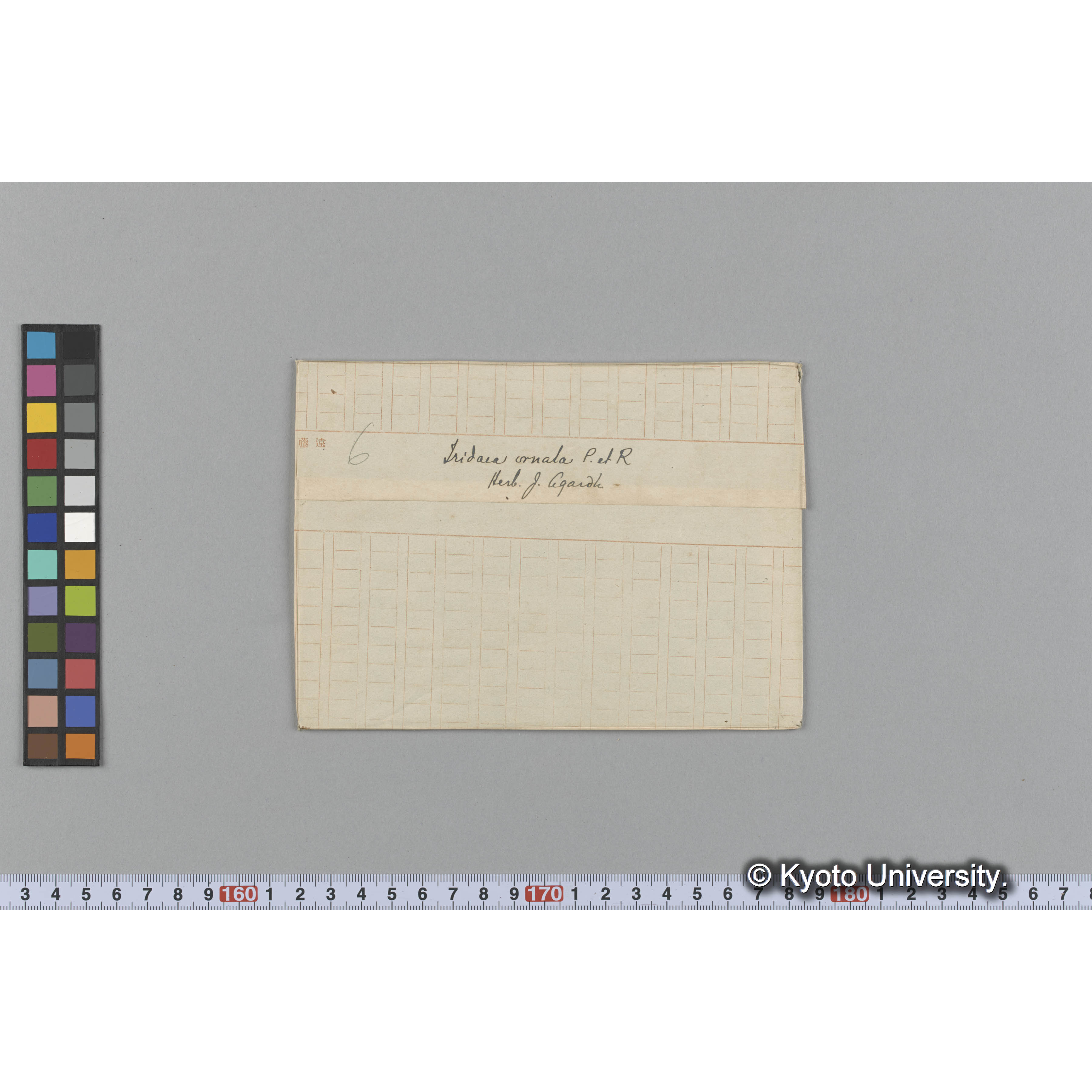 Iridaea ornata P. et R. / Herb. J. Agardh （写真帳番号 75） (1)