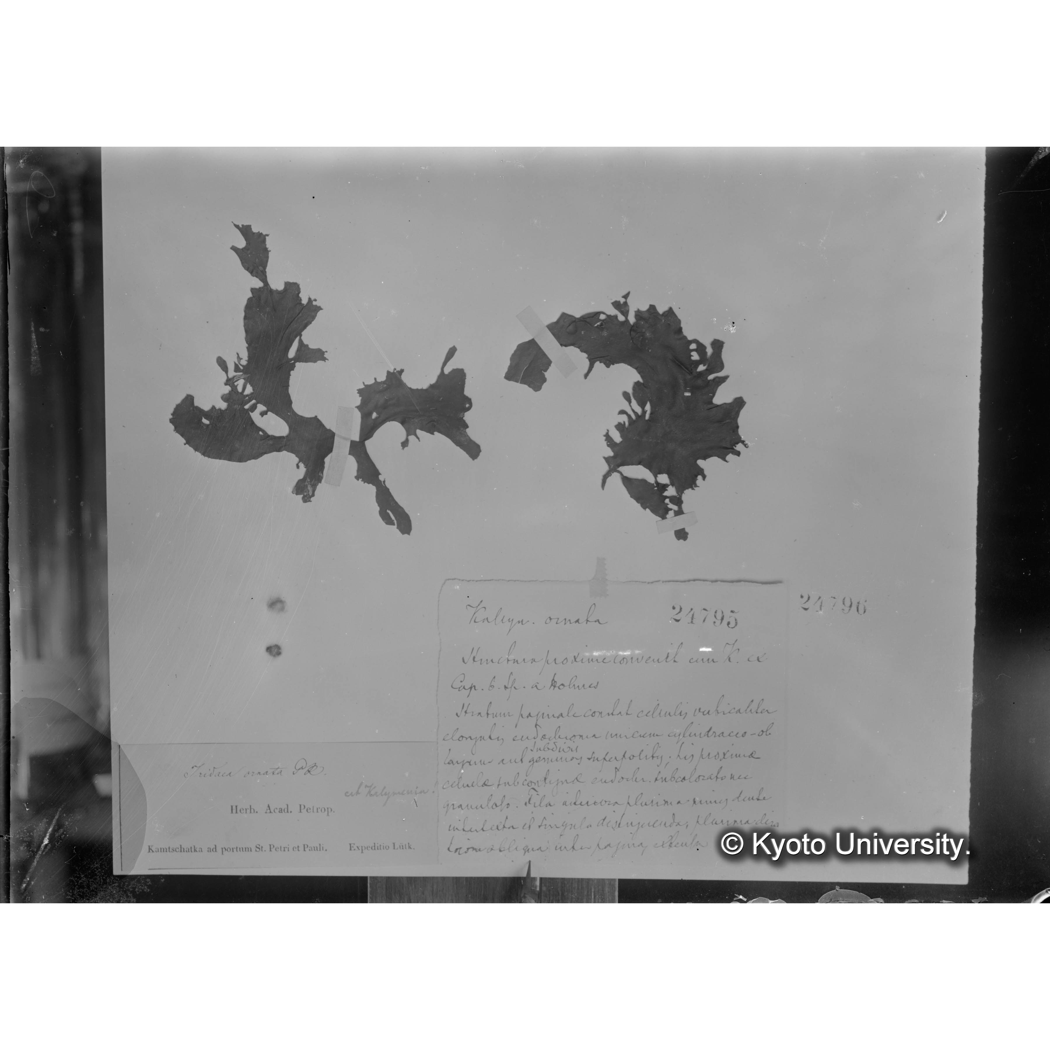 Iridaea ornata P. et R. / Herb. J. Agardh （写真帳番号 75） (4)