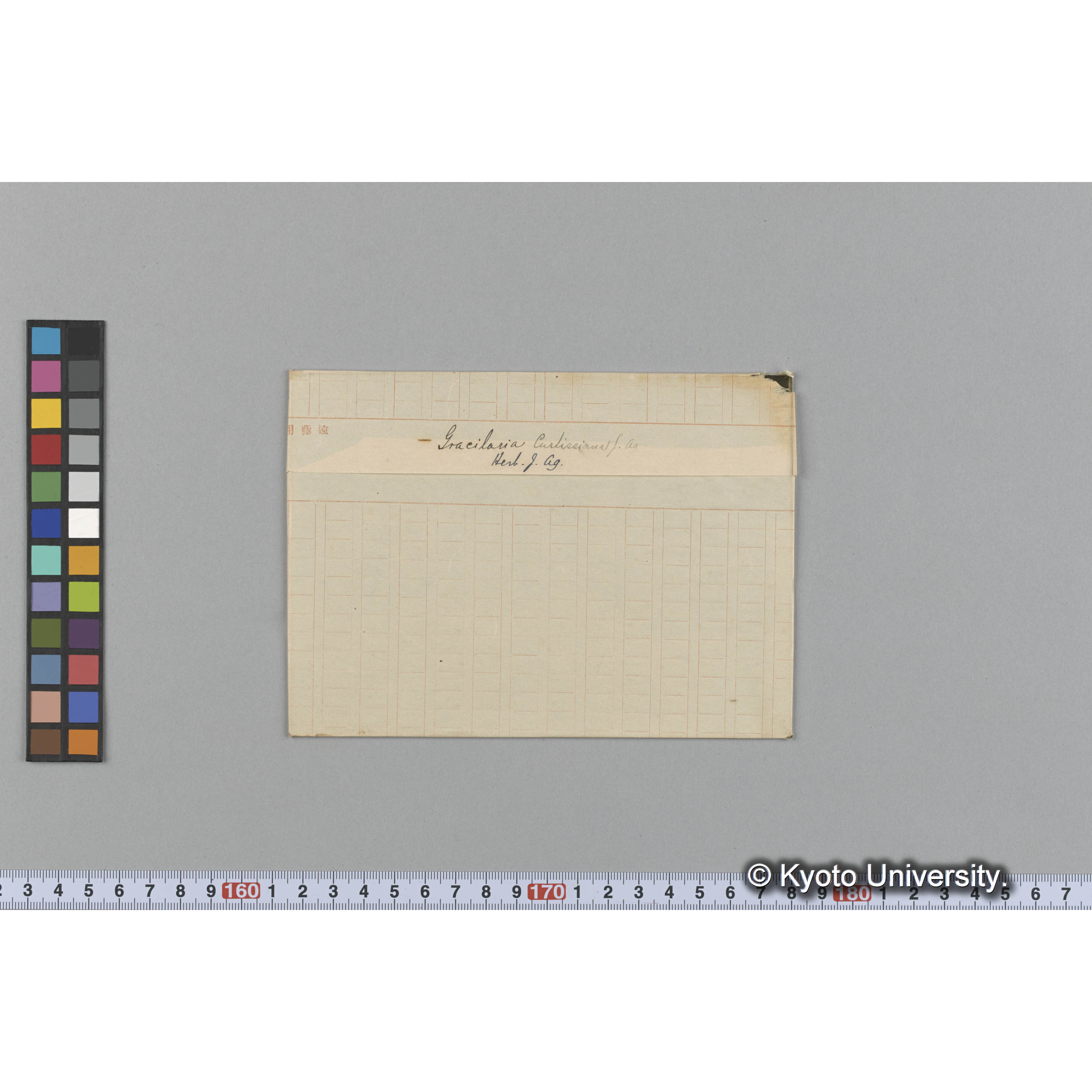 Gracilaria curtissiana J. Ag. / Herb. J. Ag. （写真帳番号 48） (1)