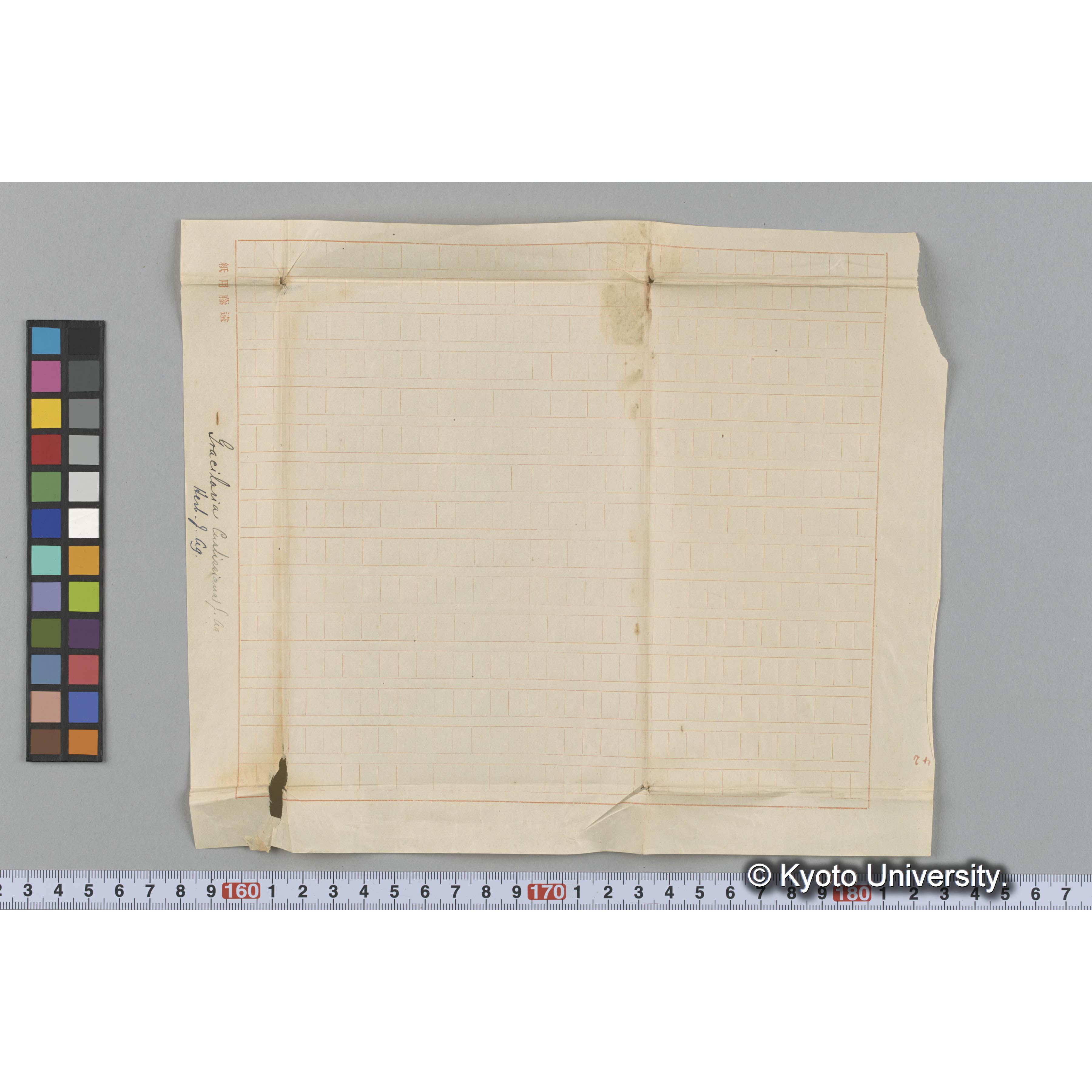 Gracilaria curtissiana J. Ag. / Herb. J. Ag. （写真帳番号 48） (3)