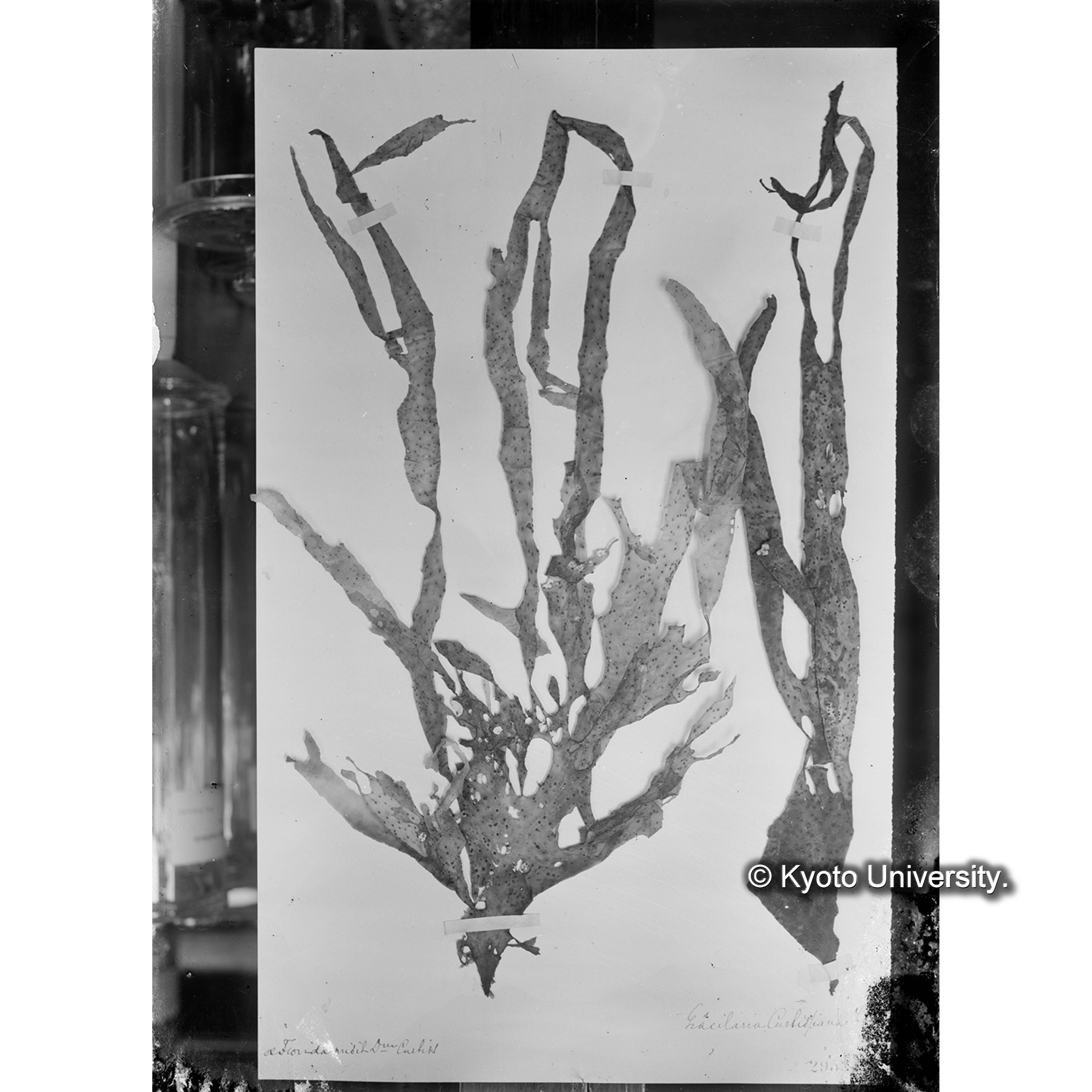 Gracilaria curtissiana J. Ag. / Herb. J. Ag. （写真帳番号 48） (4)