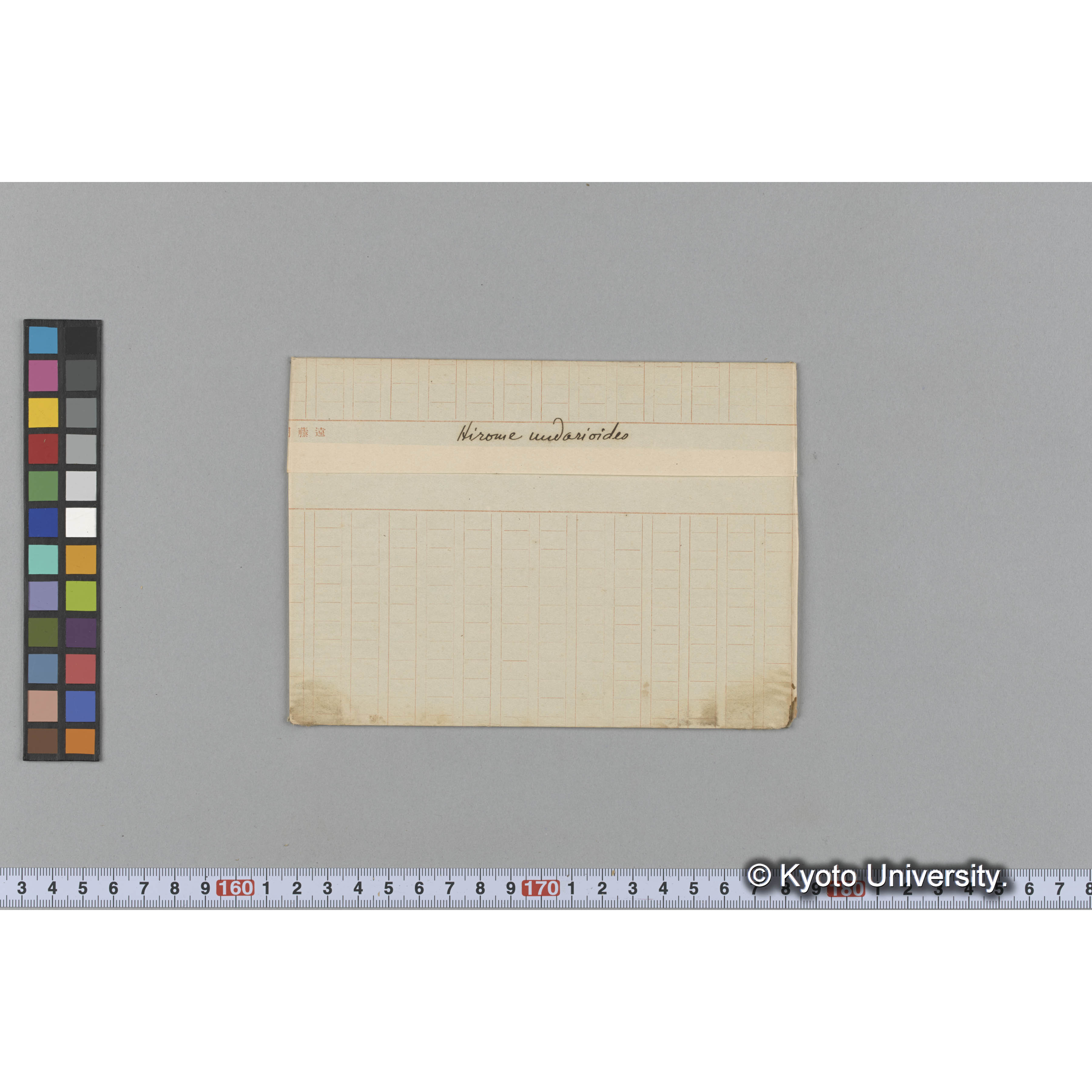 Hirome undarioides (1)