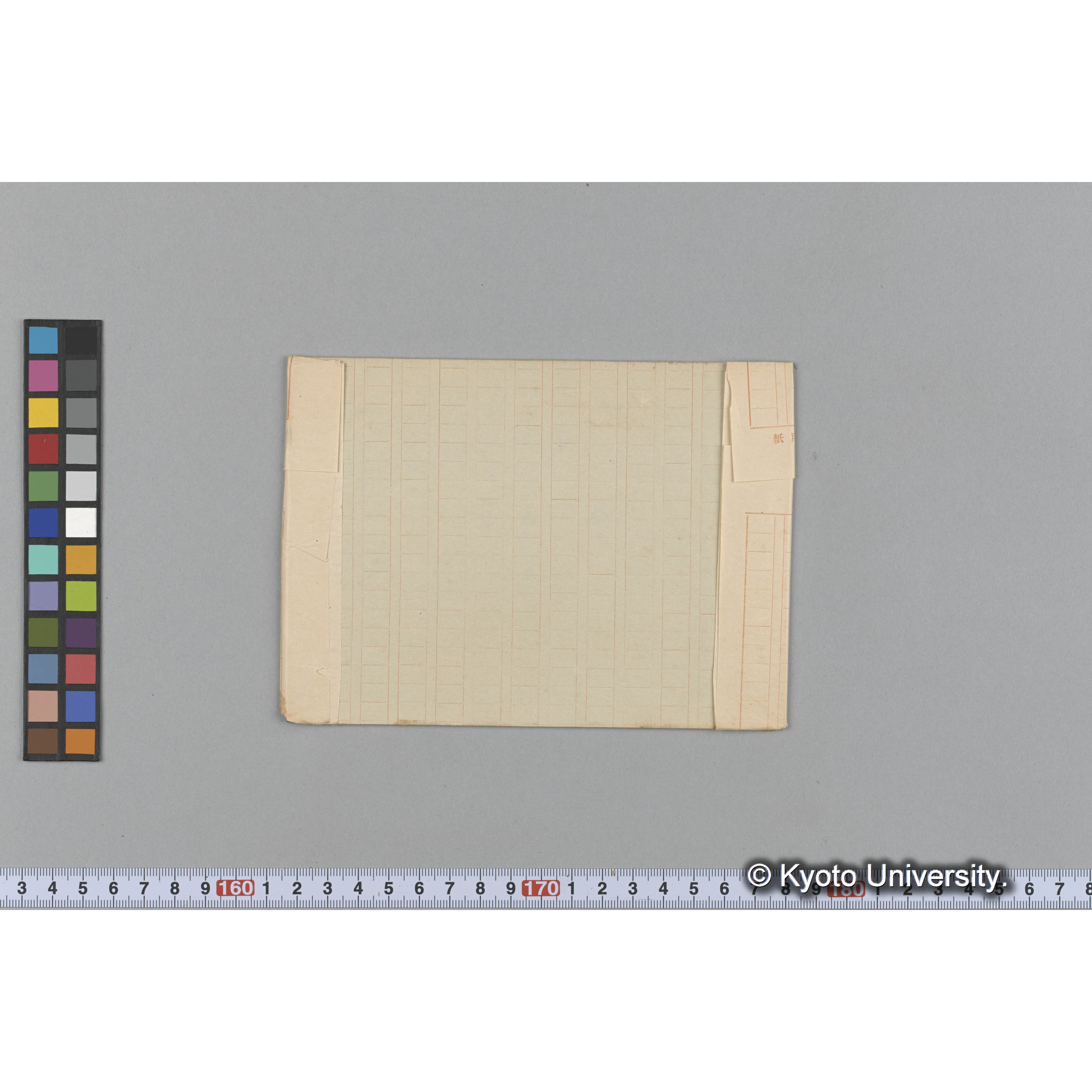 Hirome undarioides (2)