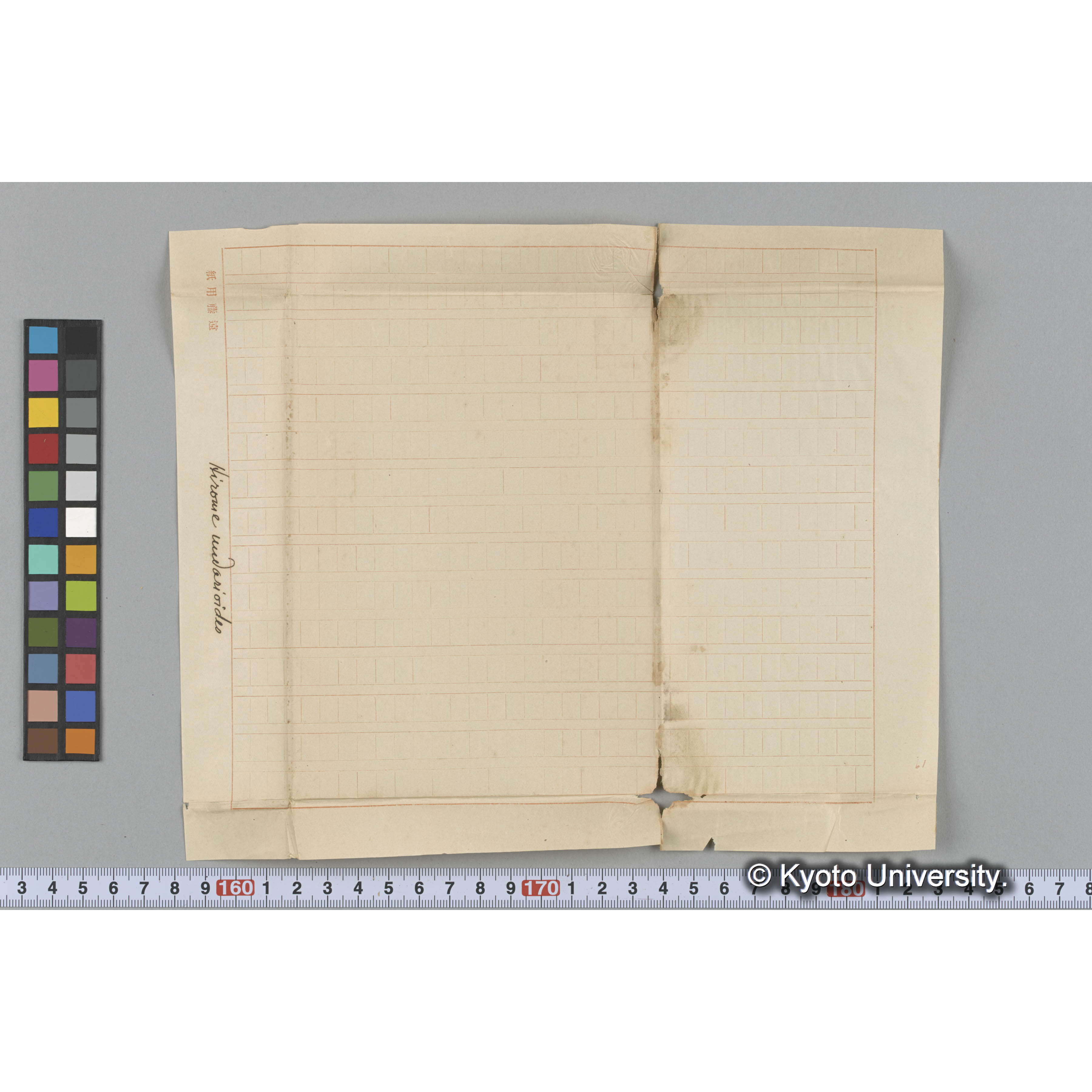 Hirome undarioides (3)