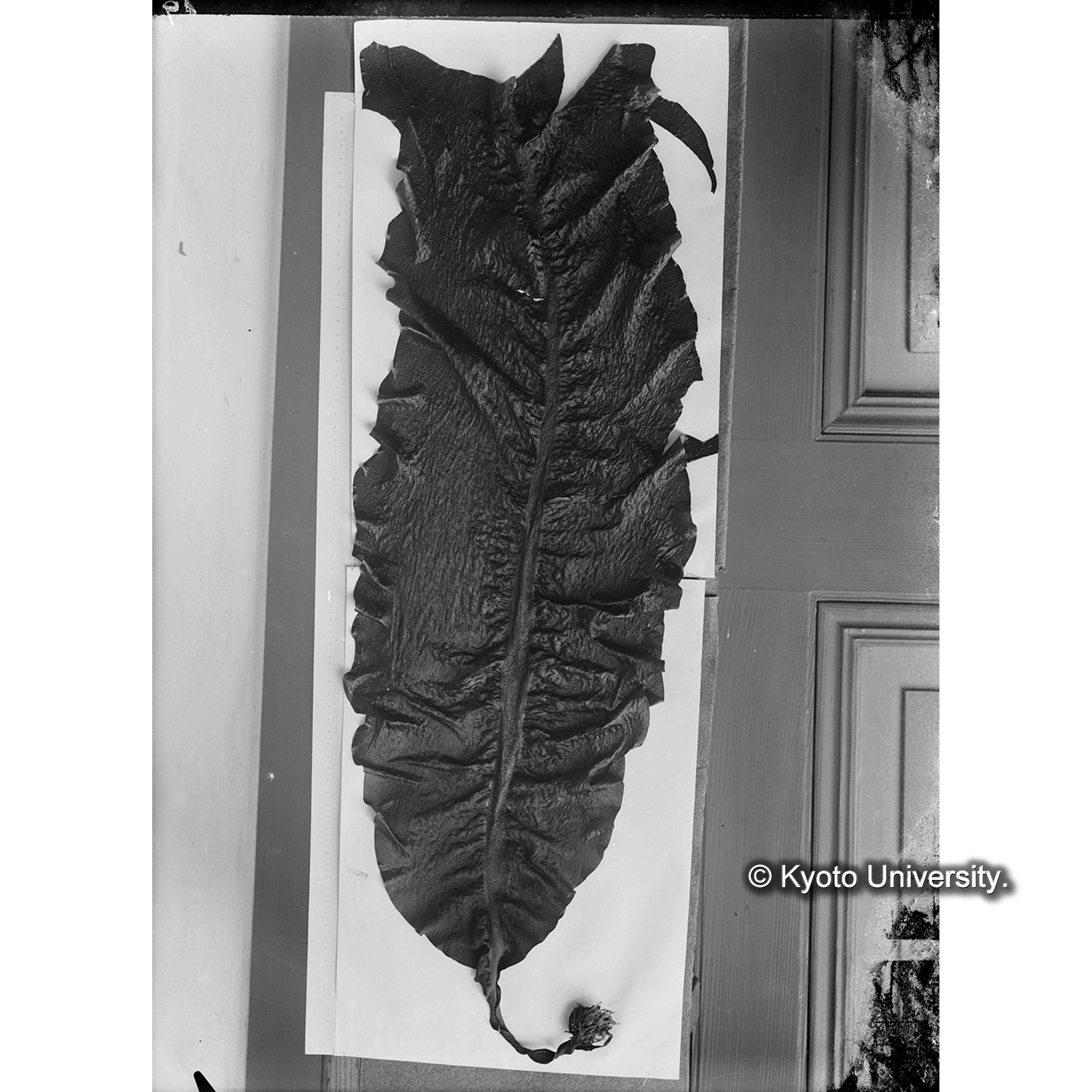 Hirome undarioides (4)