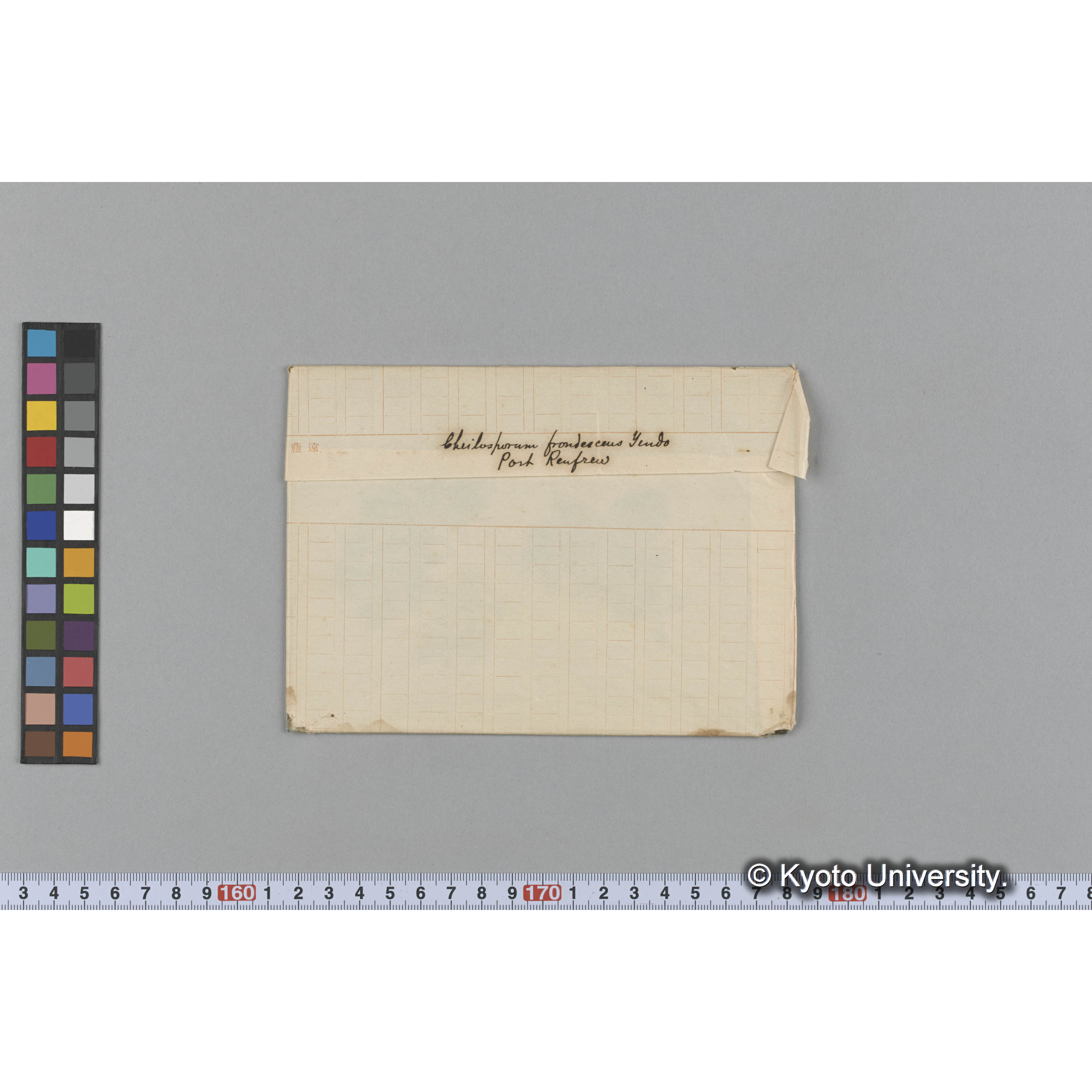 Cheilosporum frondesceus Yendo / Port Renfrew (1)