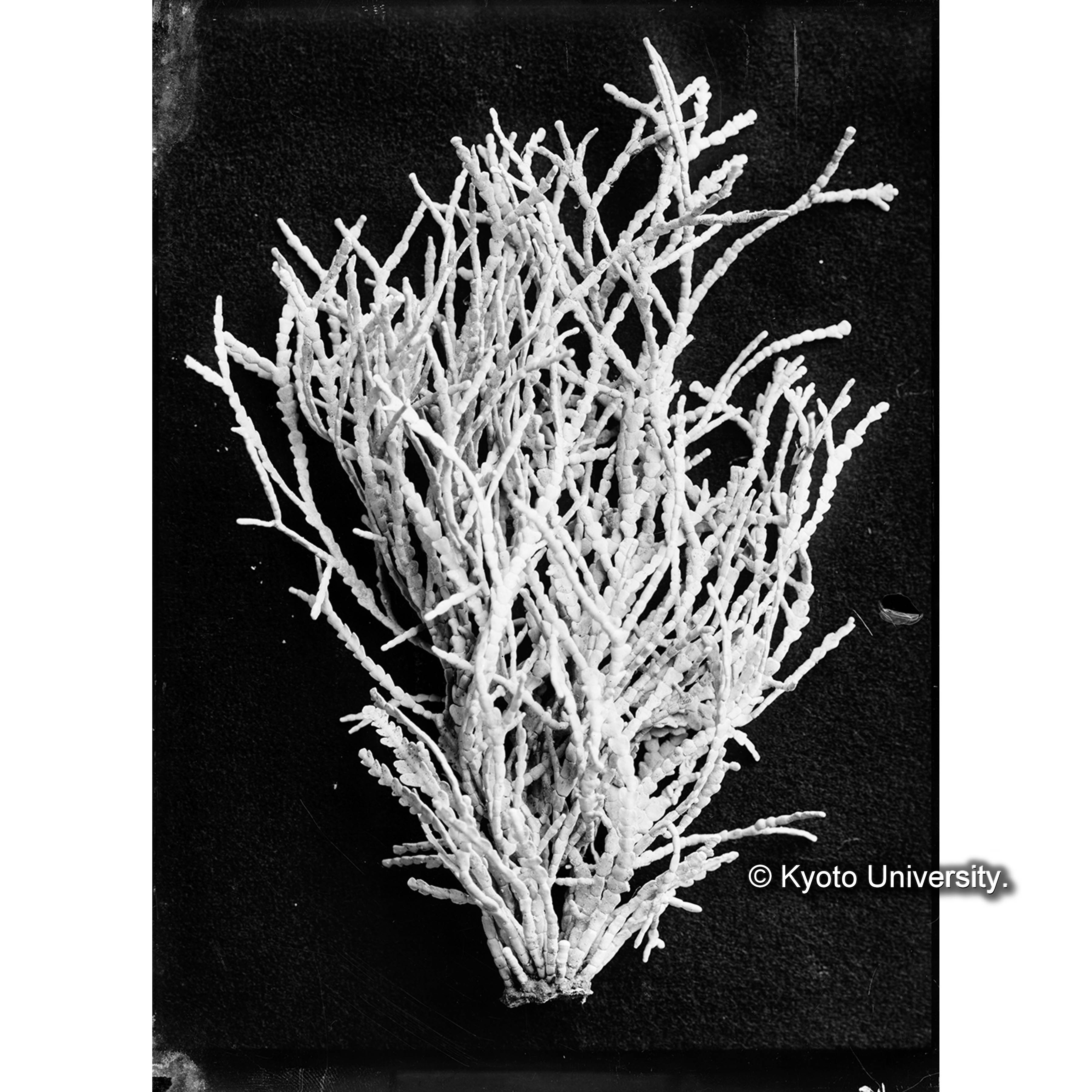 Cheilosporum frondesceus Yendo / Port Renfrew (4)