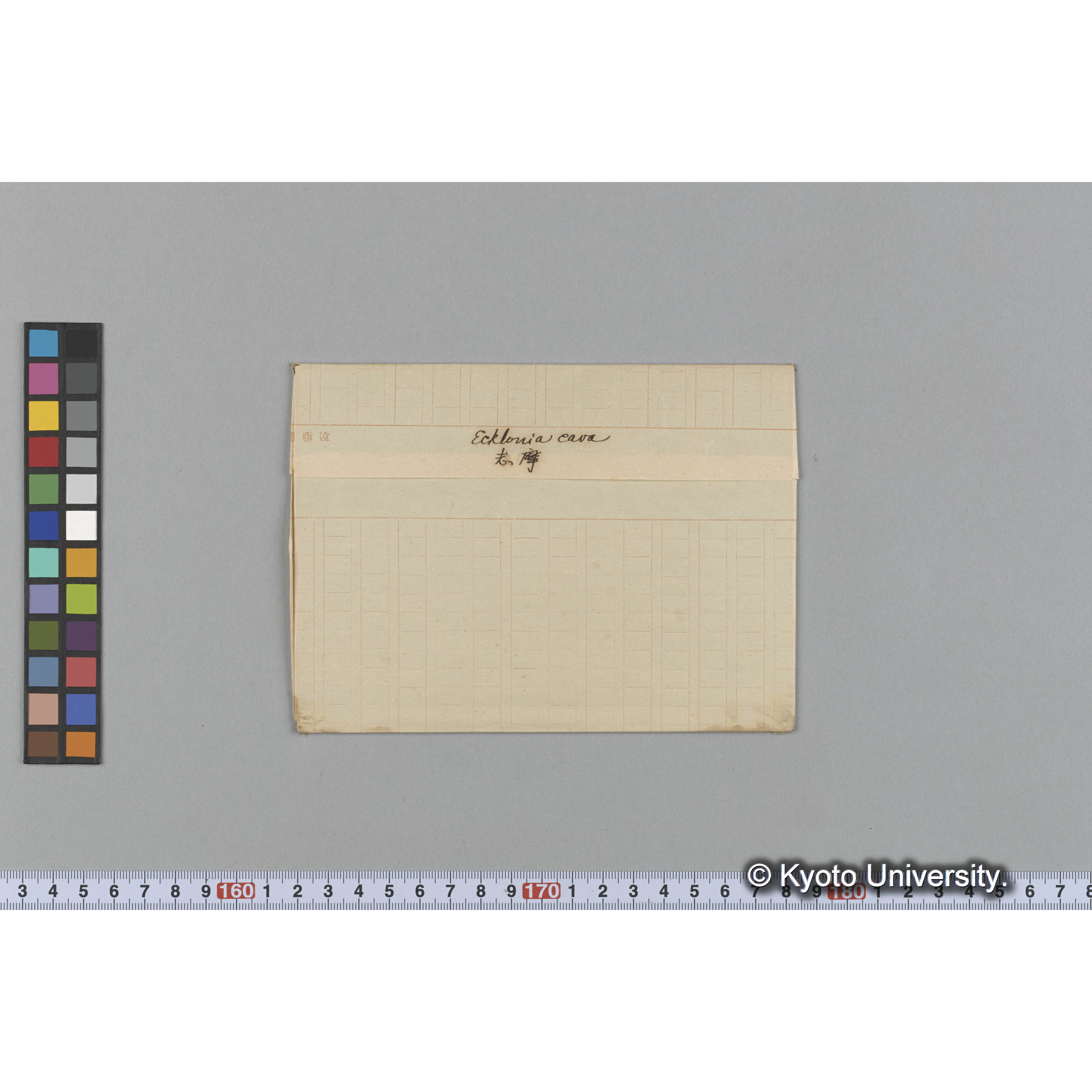 Ecklonia cava / 志摩 (1)