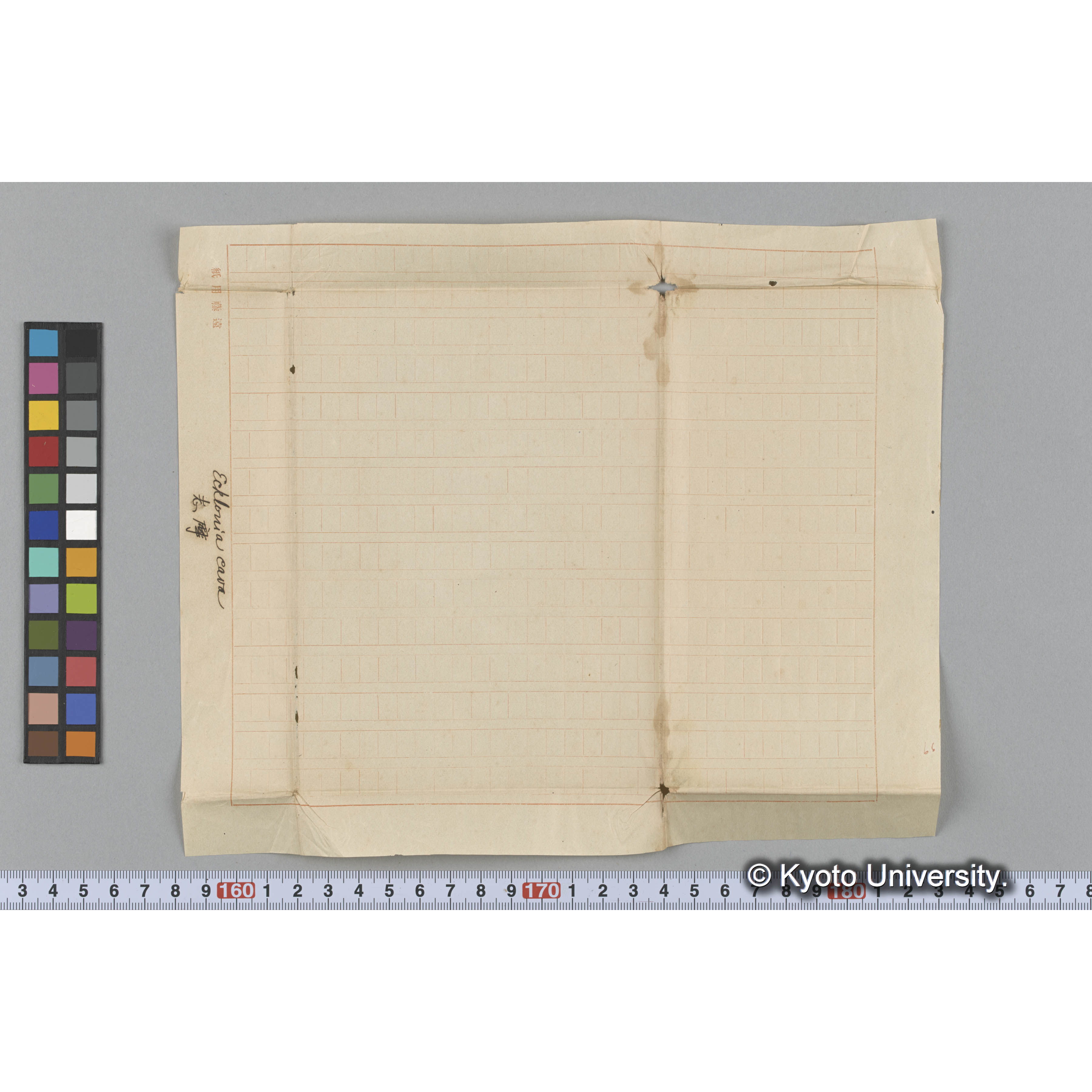 Ecklonia cava / 志摩 (3)