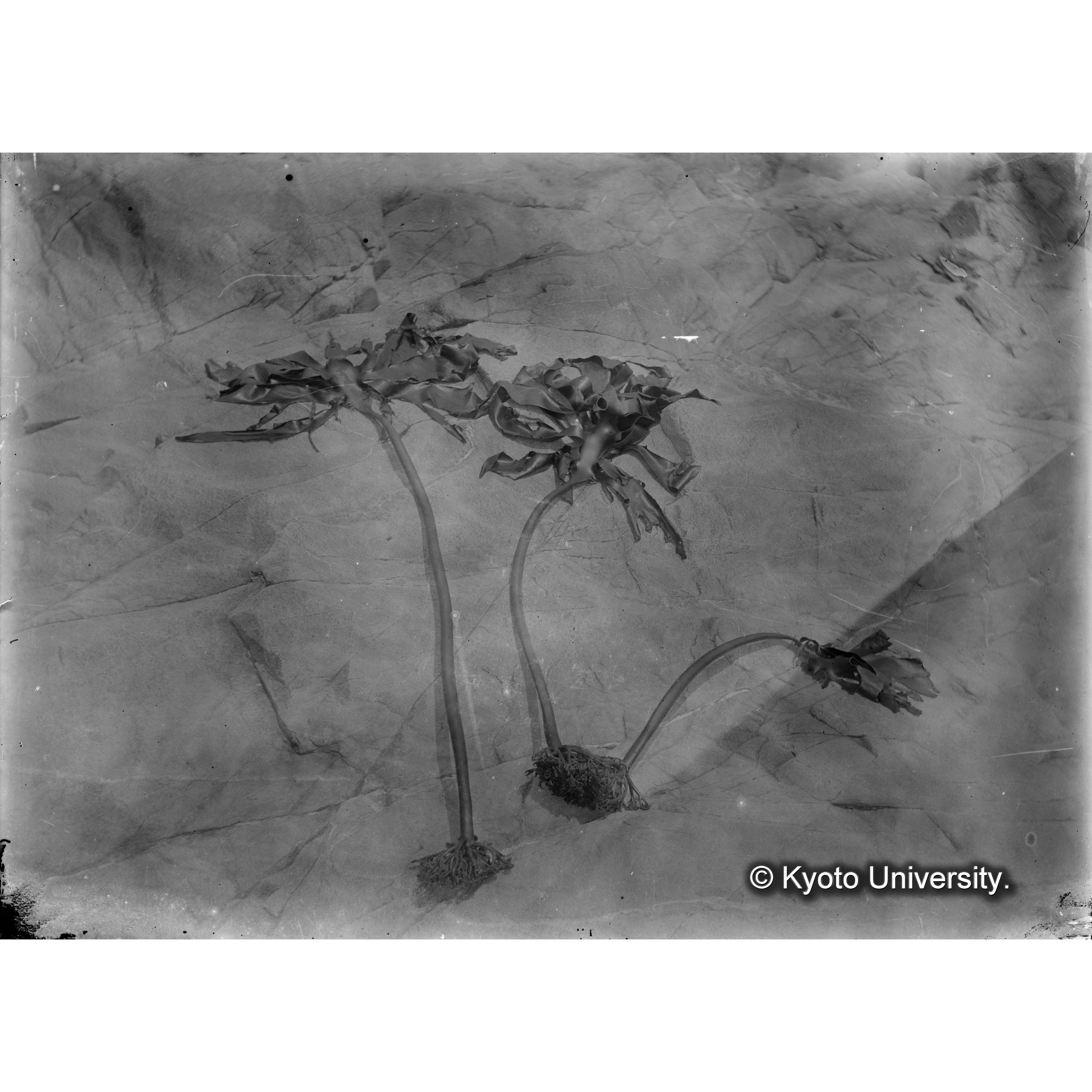 Ecklonia cava / 志摩 (4)