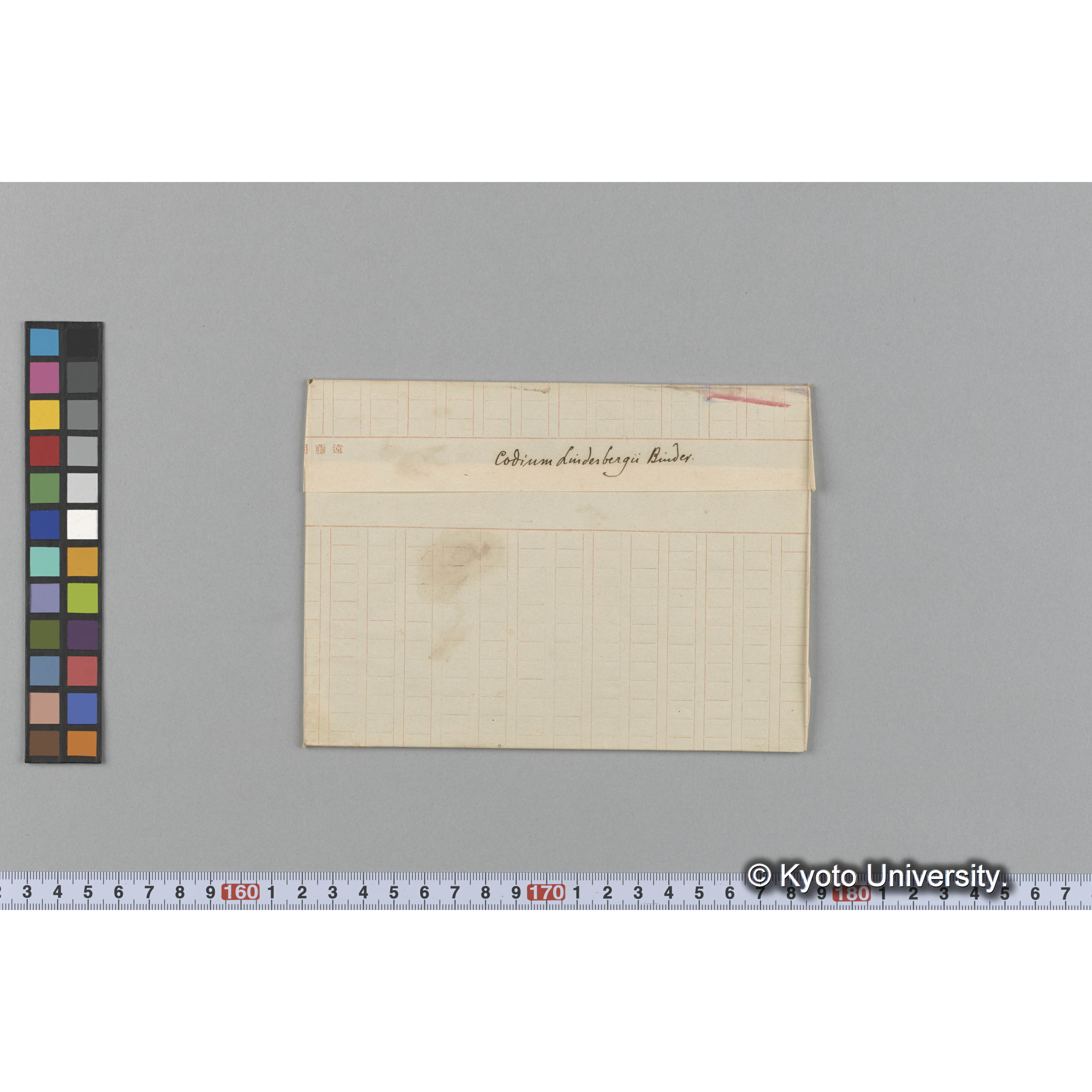 Codium Linderbergü Binder. （写真帳番号 33） (1)