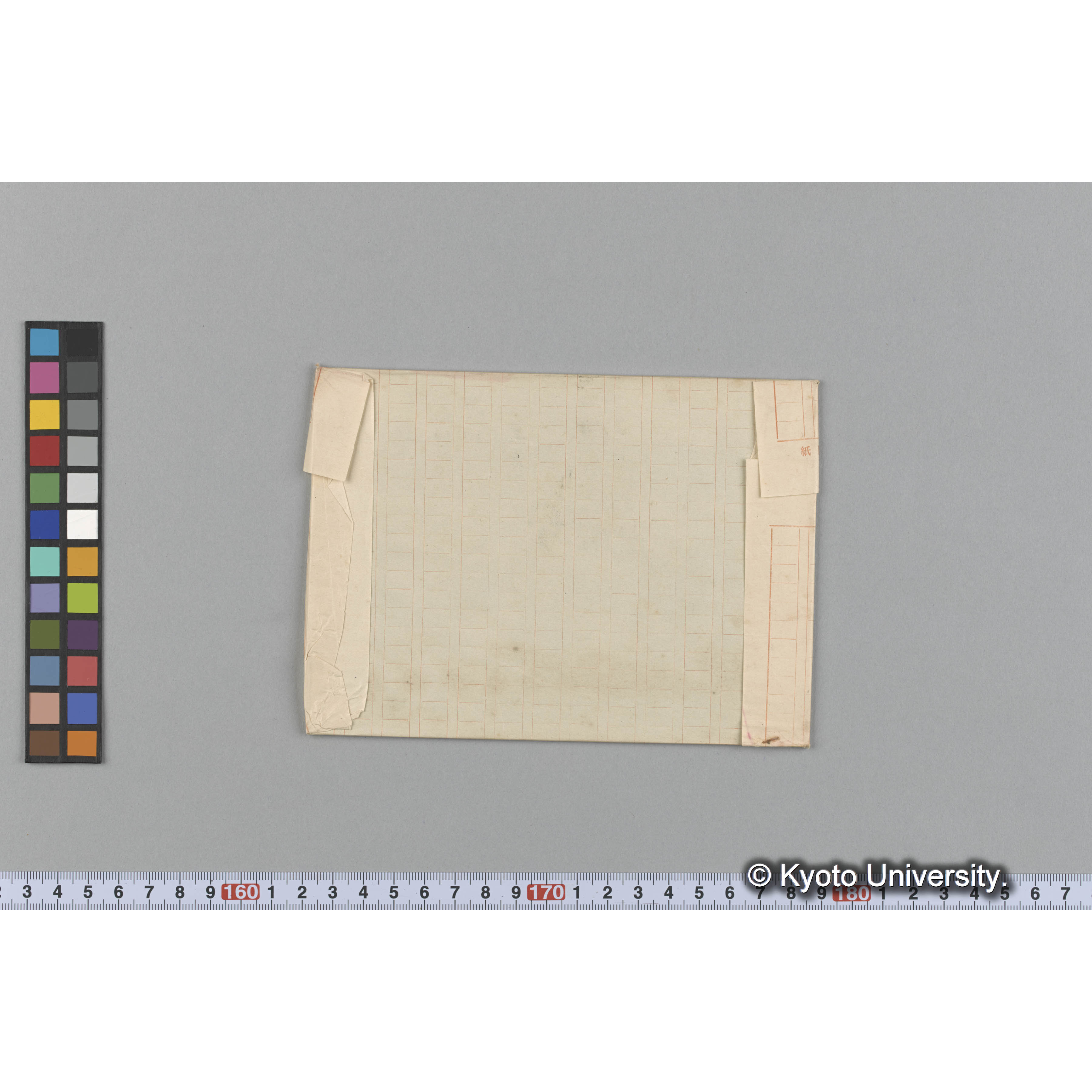 Codium Linderbergü Binder. （写真帳番号 33） (2)