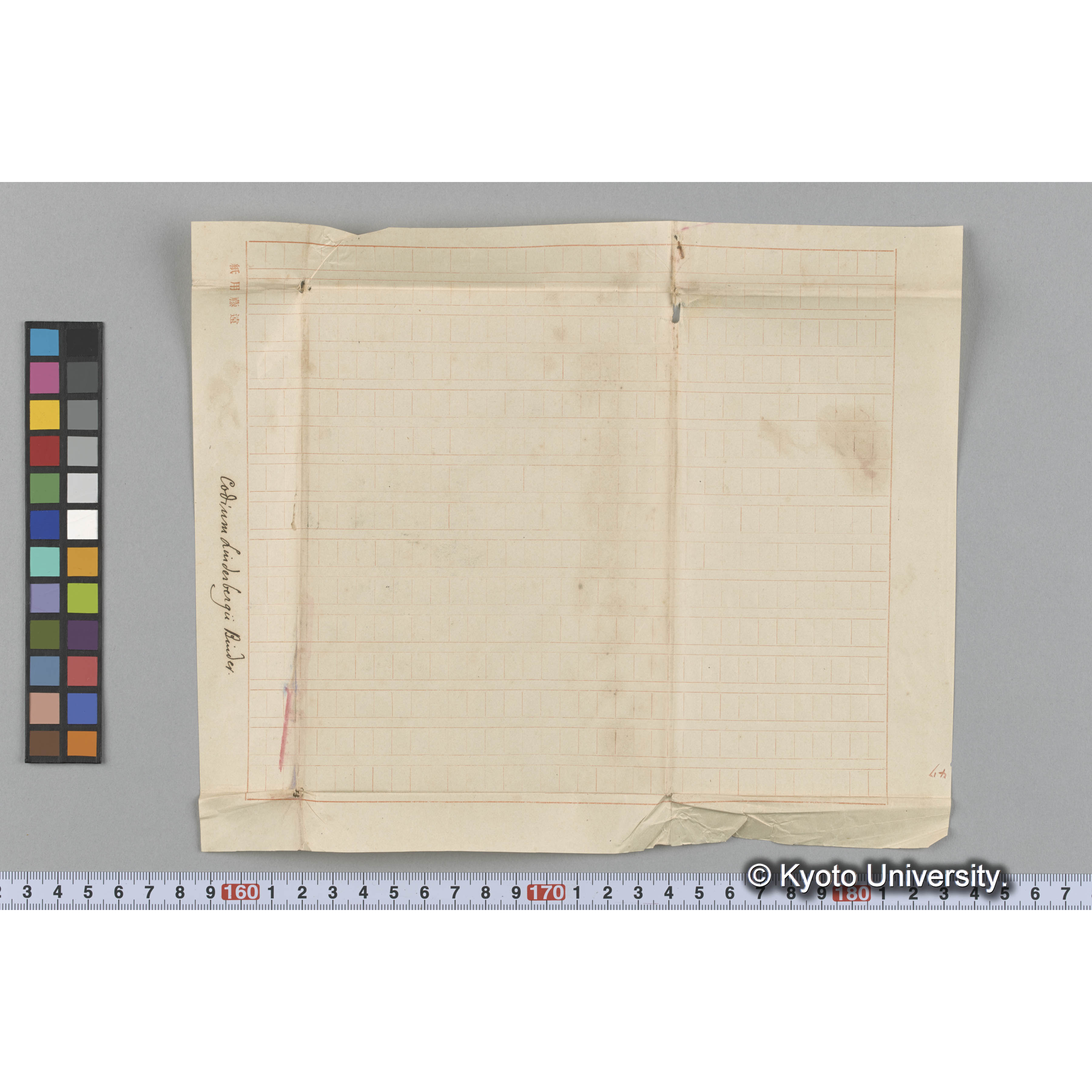 Codium Linderbergü Binder. （写真帳番号 33） (3)