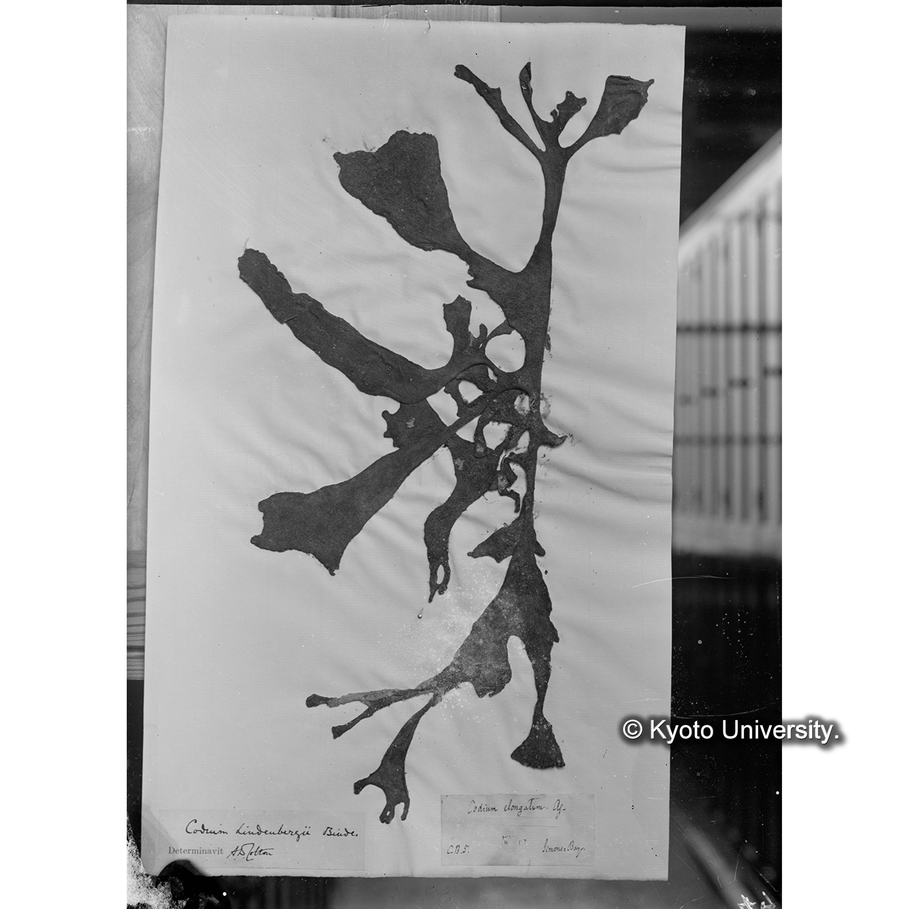 Codium Linderbergü Binder. （写真帳番号 33） (4)