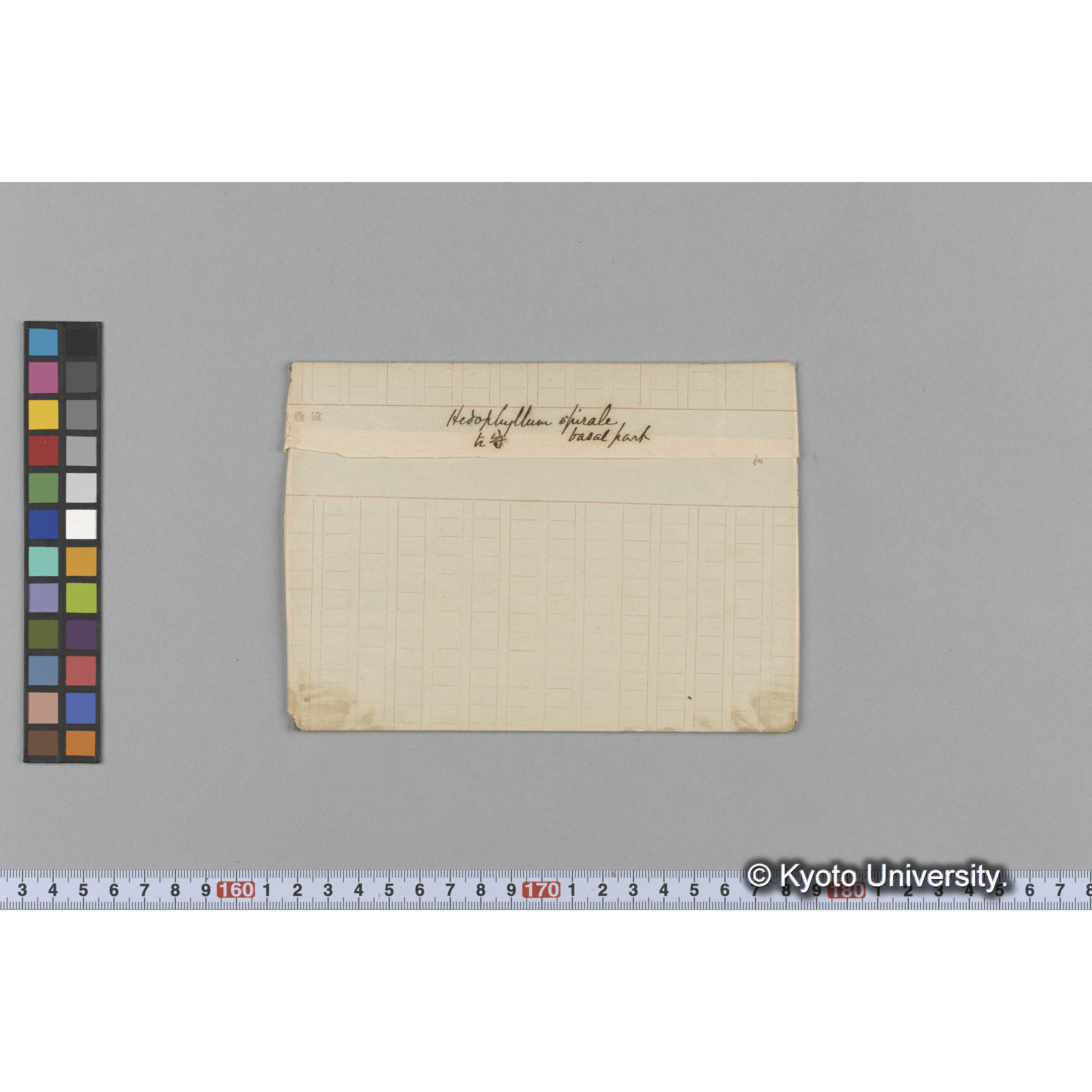 Hedoptyllum spiral / basal part / 占守 (1)