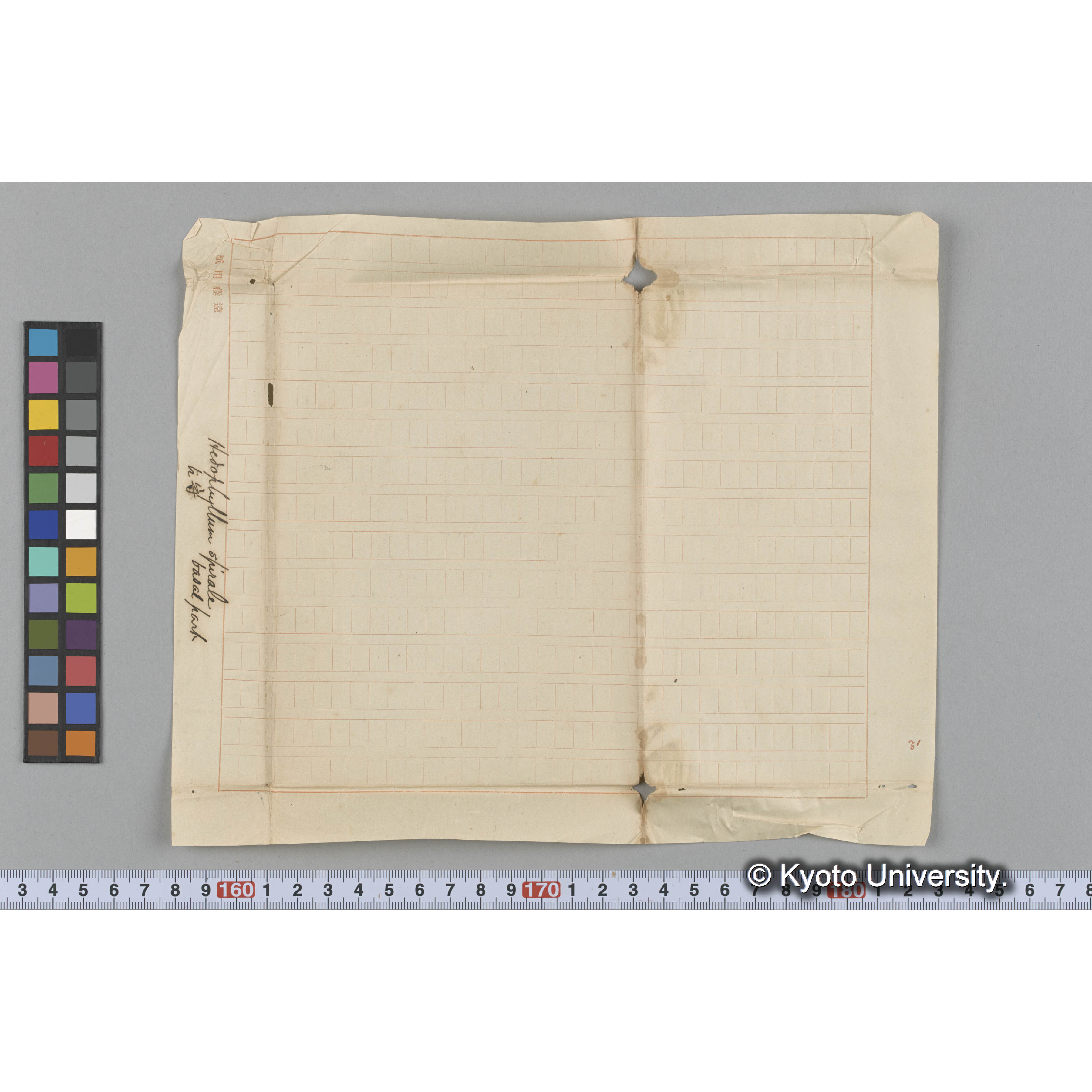 Hedoptyllum spiral / basal part / 占守 (3)