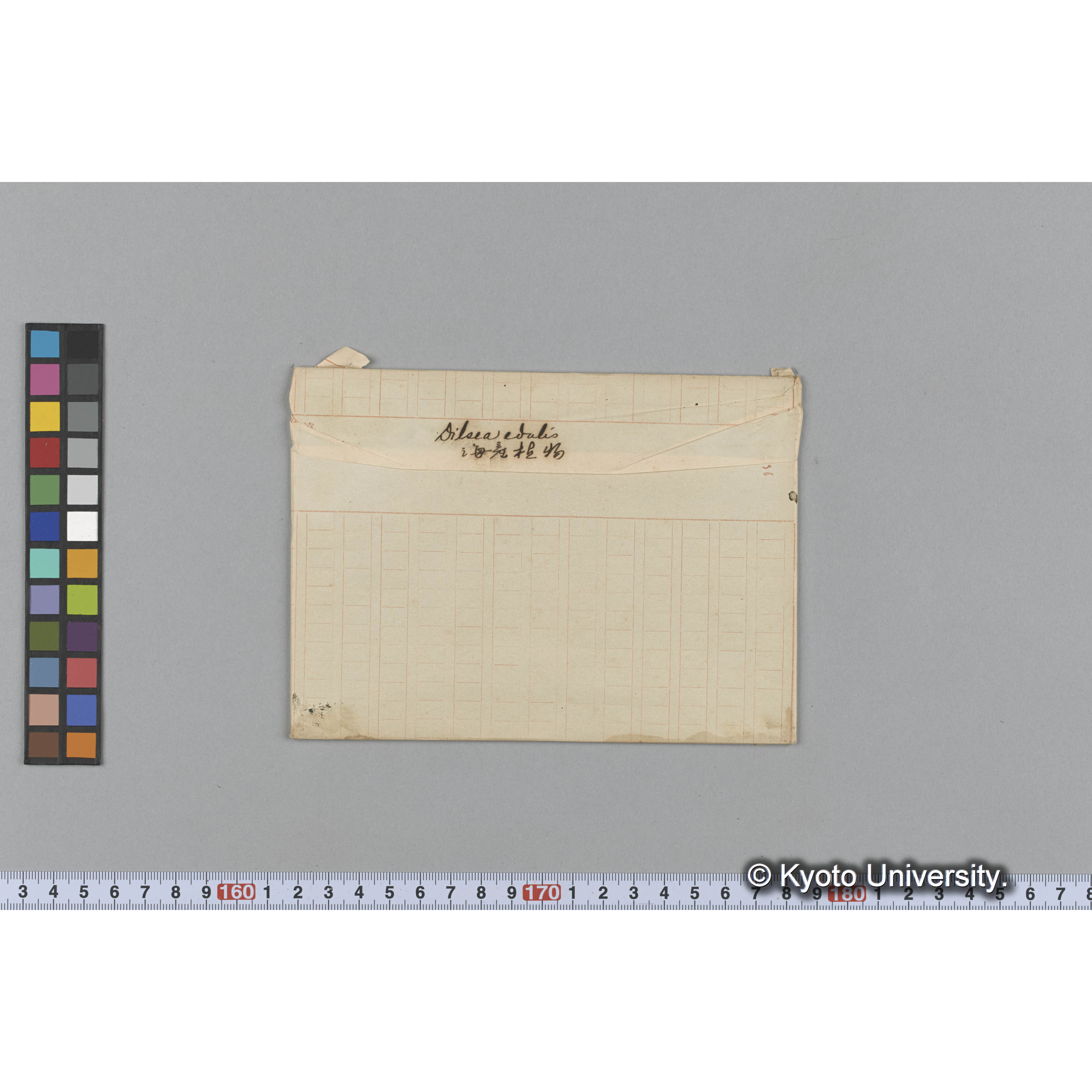 Dilsea edulis / 海産植物 (1)