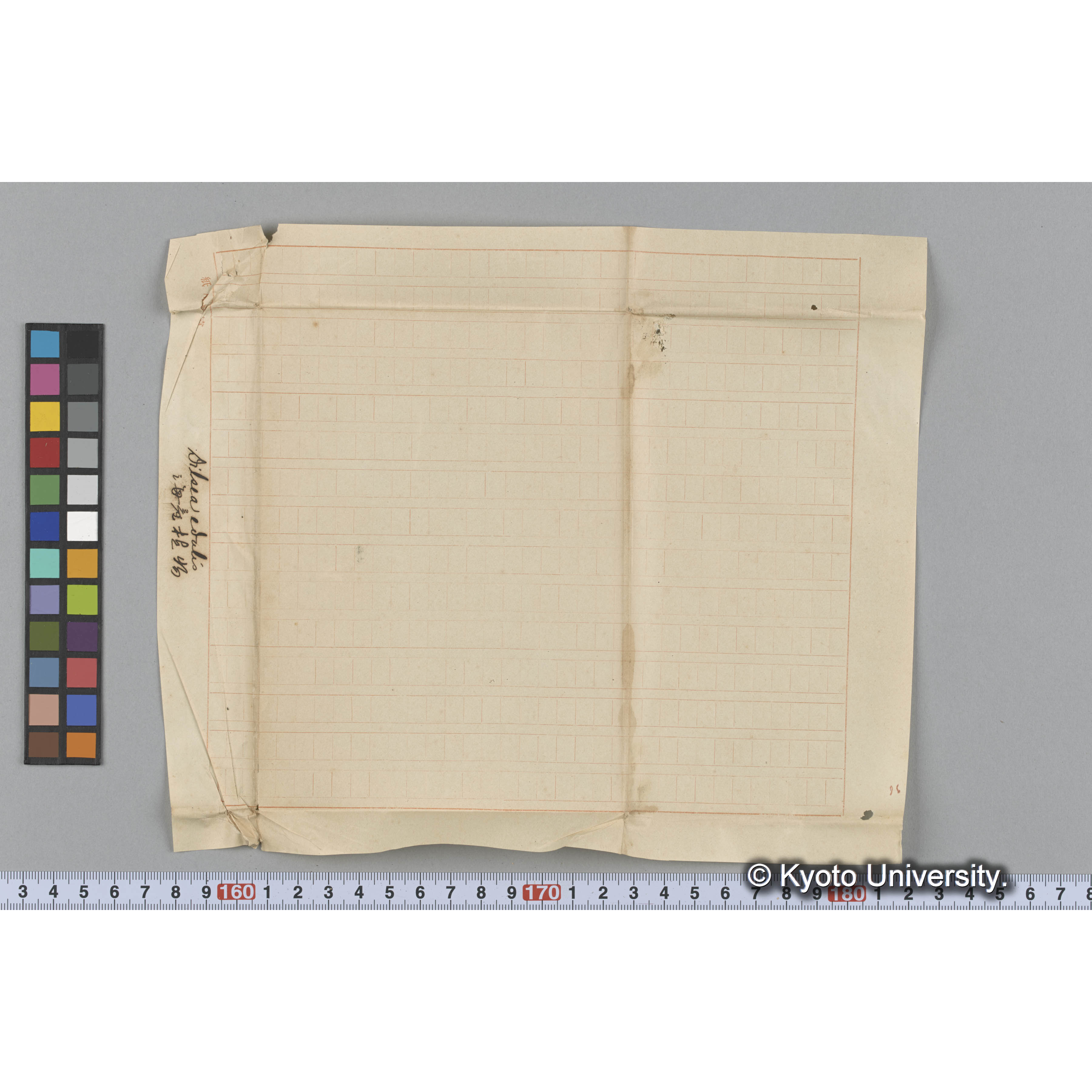 Dilsea edulis / 海産植物 (3)