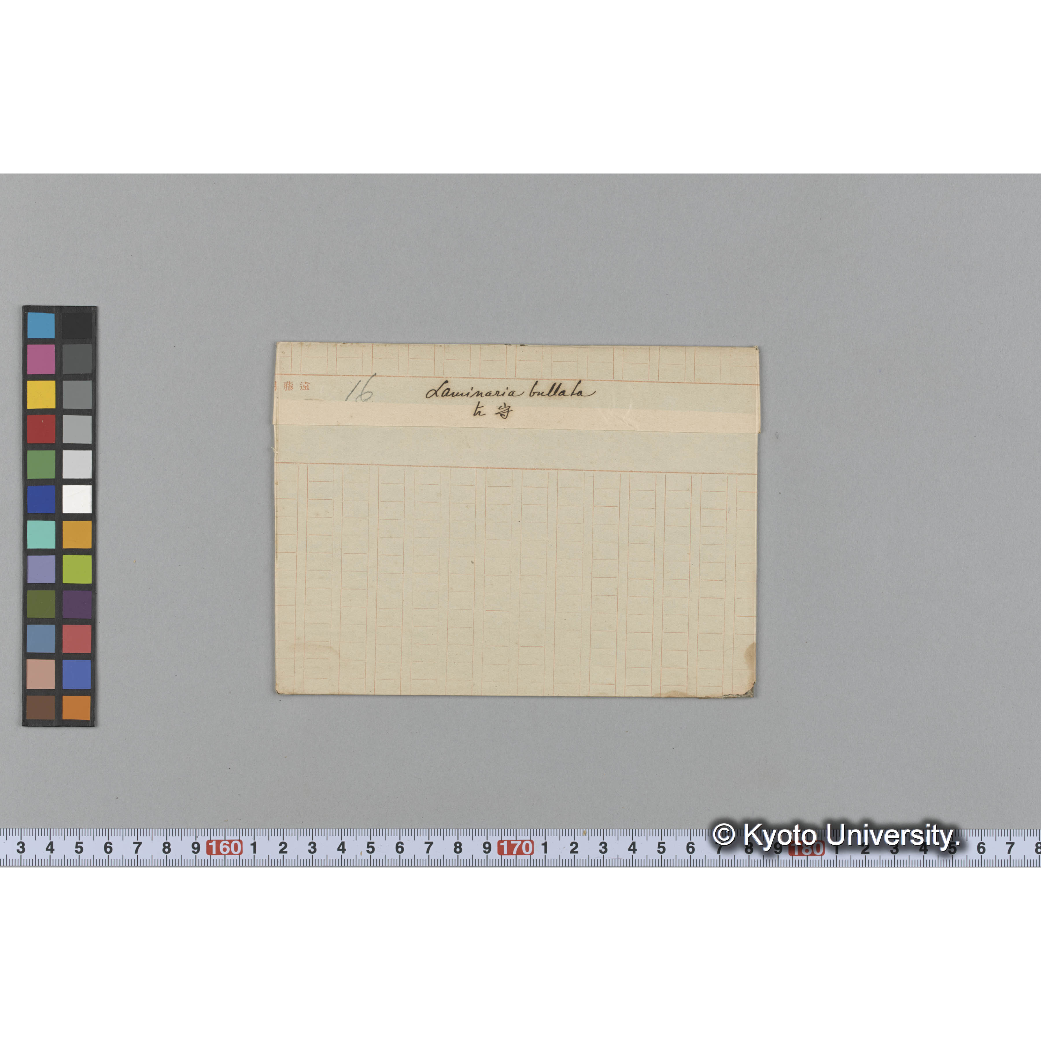 Laminaria bullata / 占守 (1)