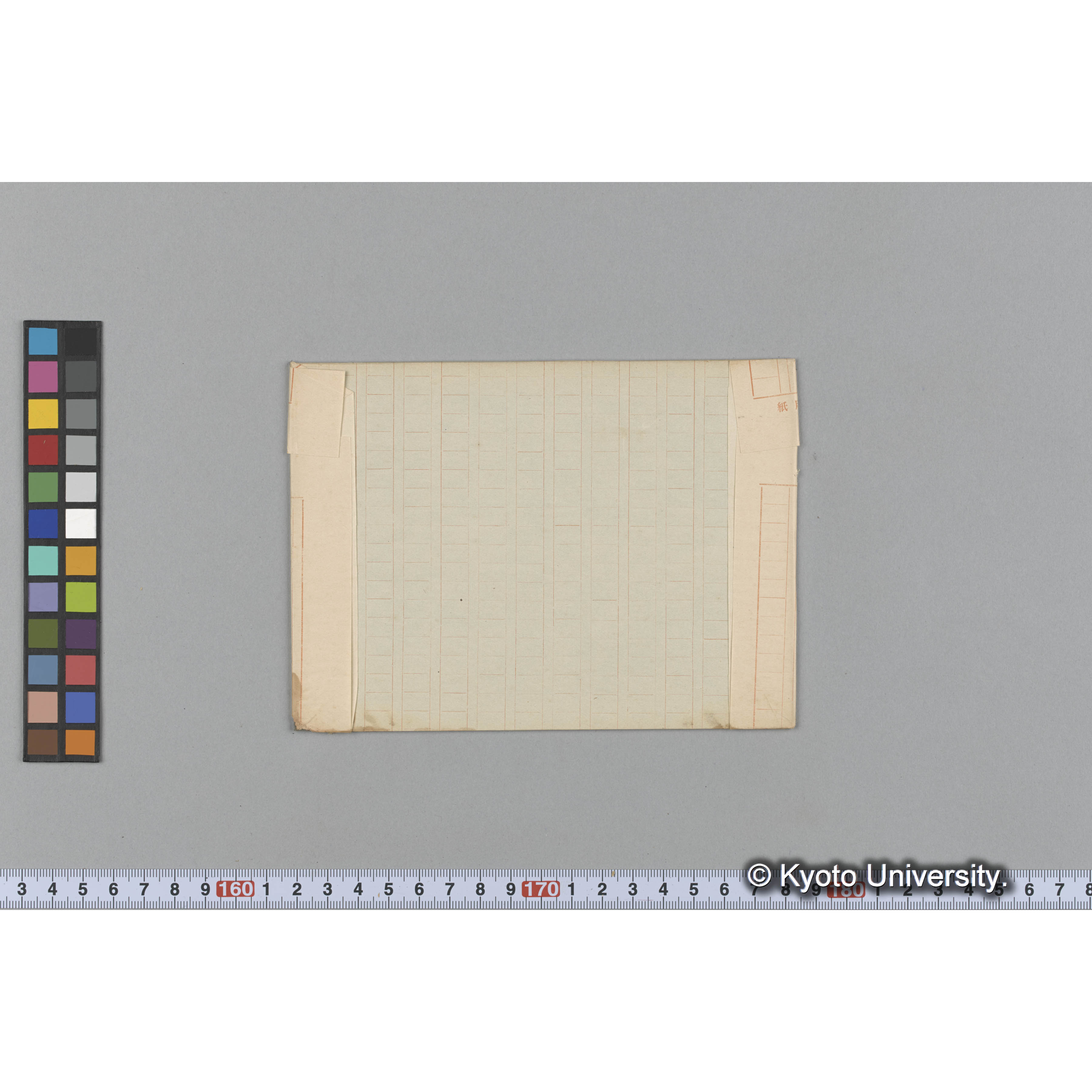 Laminaria bullata / 占守 (2)