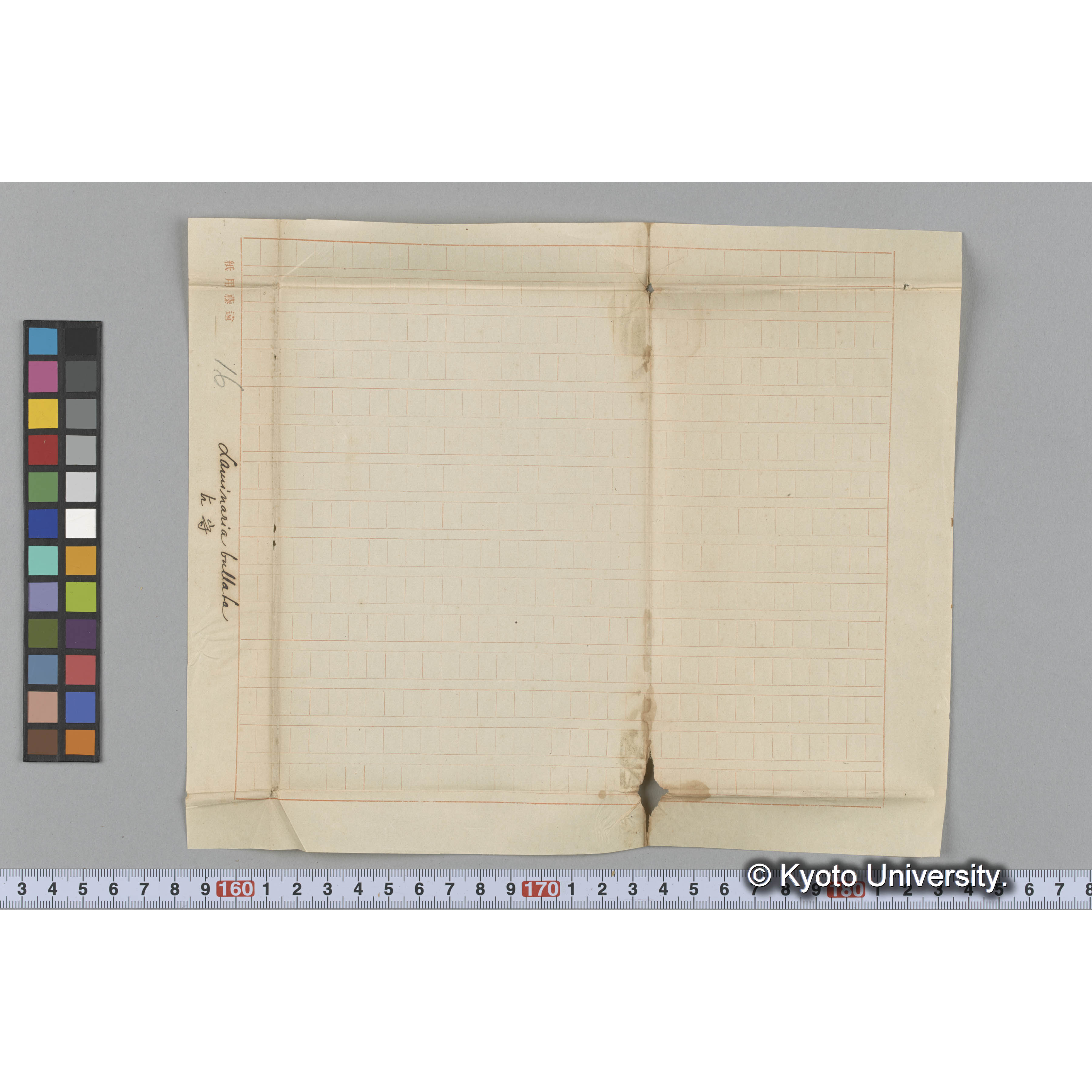 Laminaria bullata / 占守 (3)