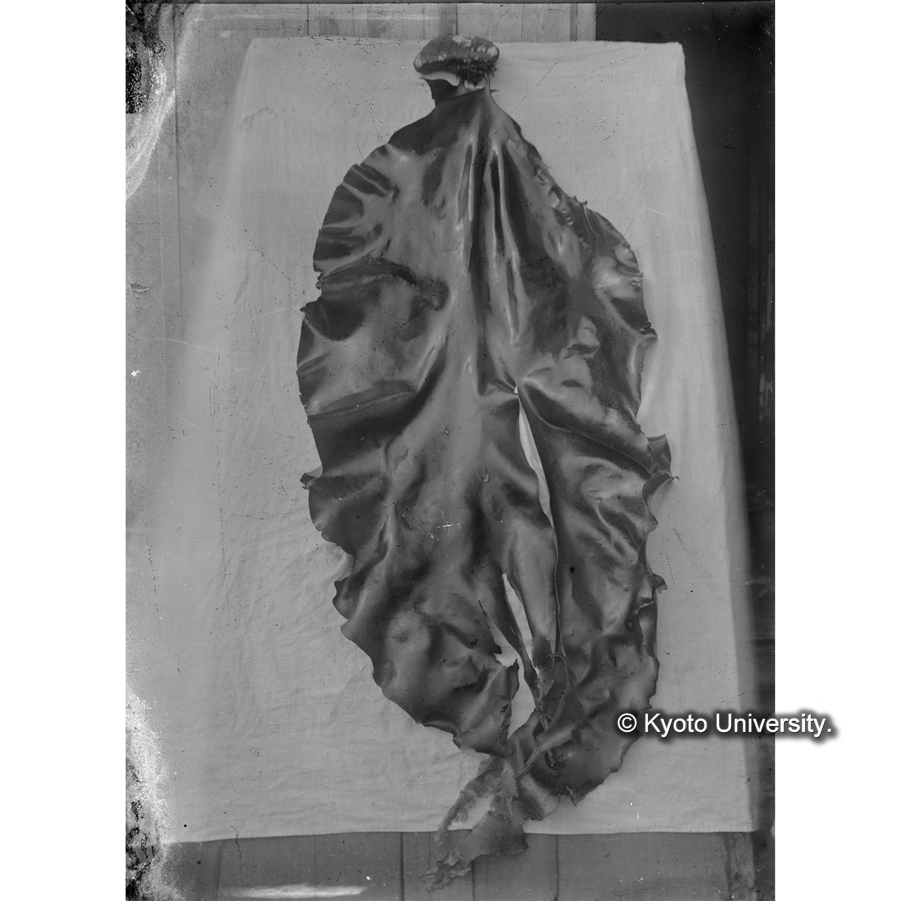 Laminaria bullata / 占守 (4)