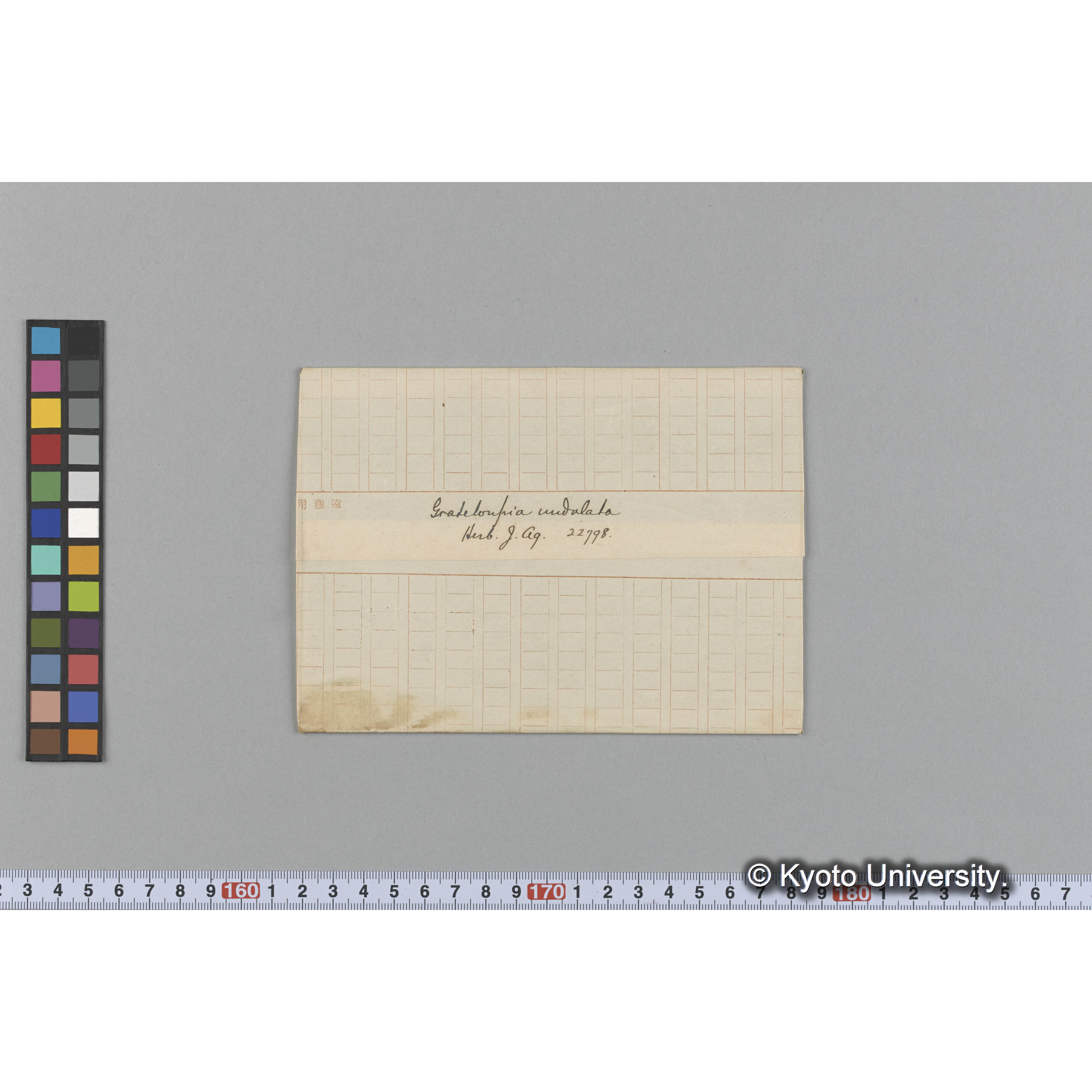 Grateloupia undulata / Herb. J. Ag. 22798. （写真帳番号 55） (1)