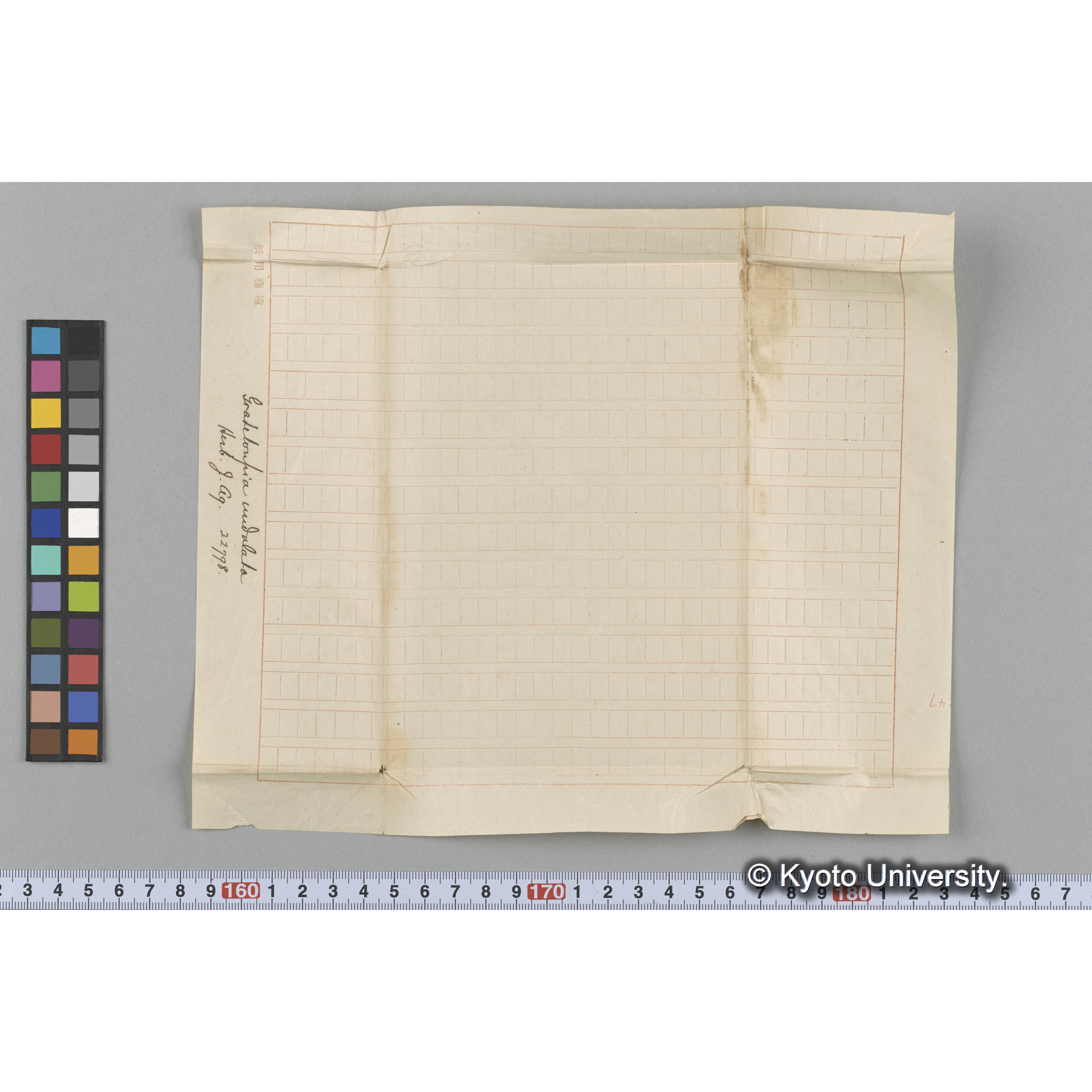 Grateloupia undulata / Herb. J. Ag. 22798. （写真帳番号 55） (3)