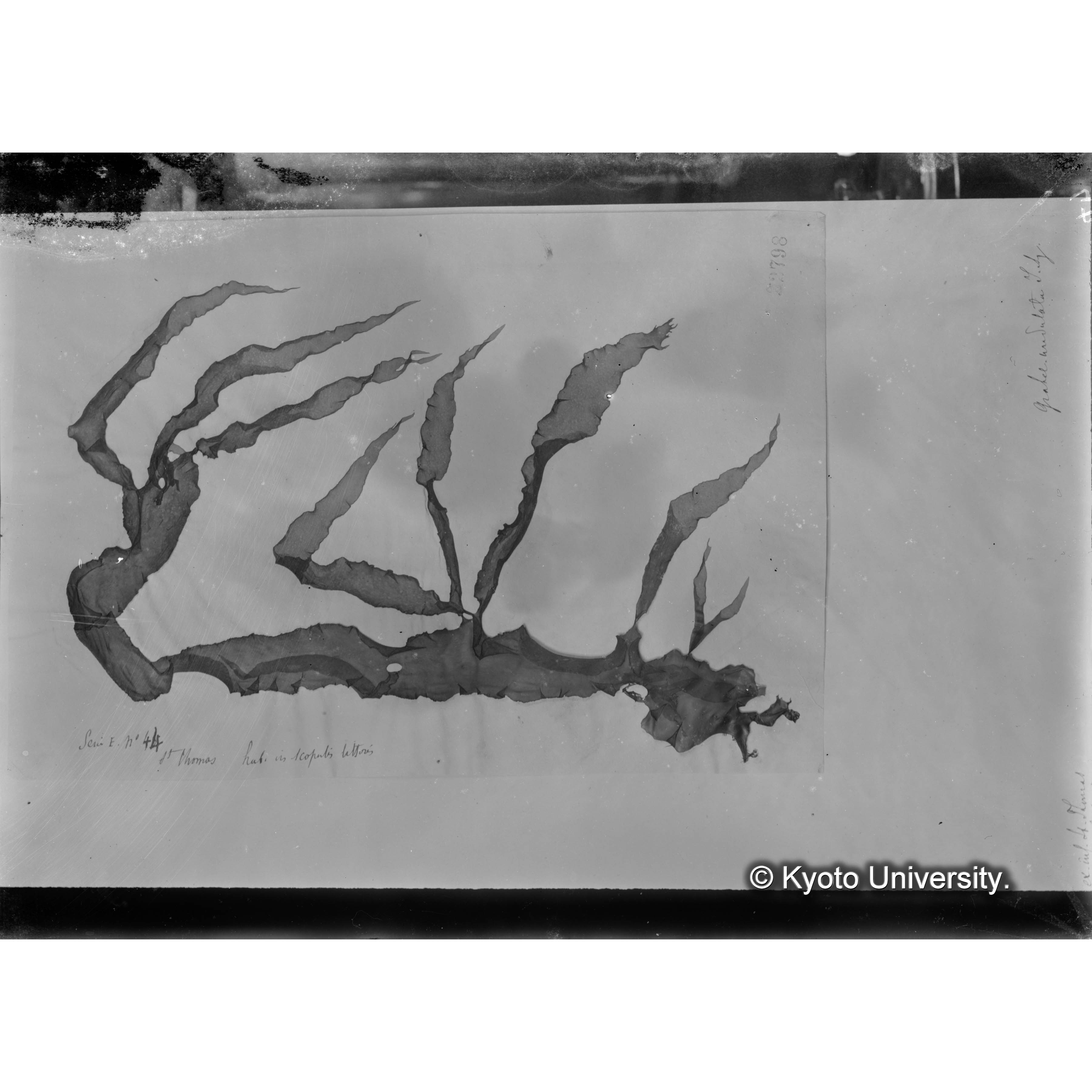 Grateloupia undulata / Herb. J. Ag. 22798. （写真帳番号 55） (4)