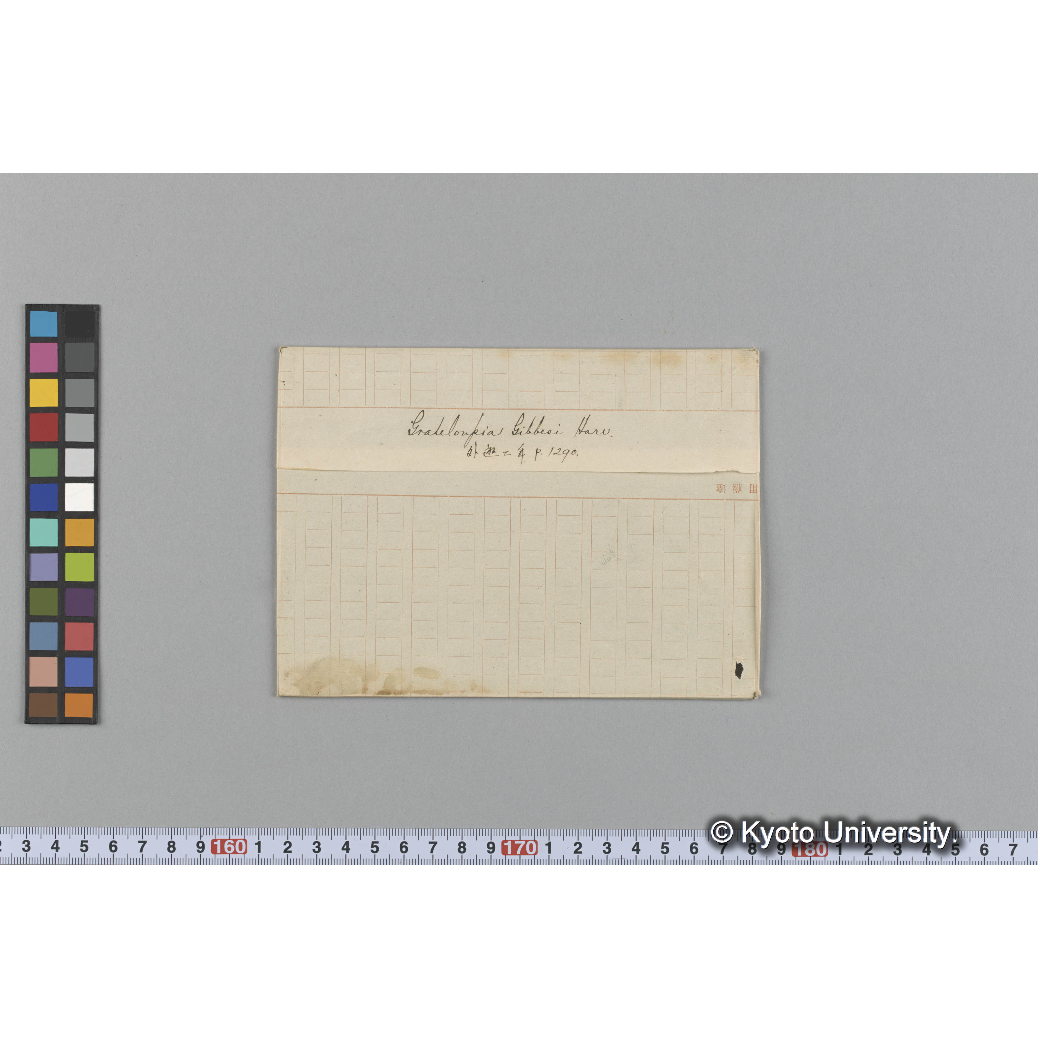 Grateloupia Gibbesi Harv. / 外遊二年 p.1290. （写真帳番号 53） (1)