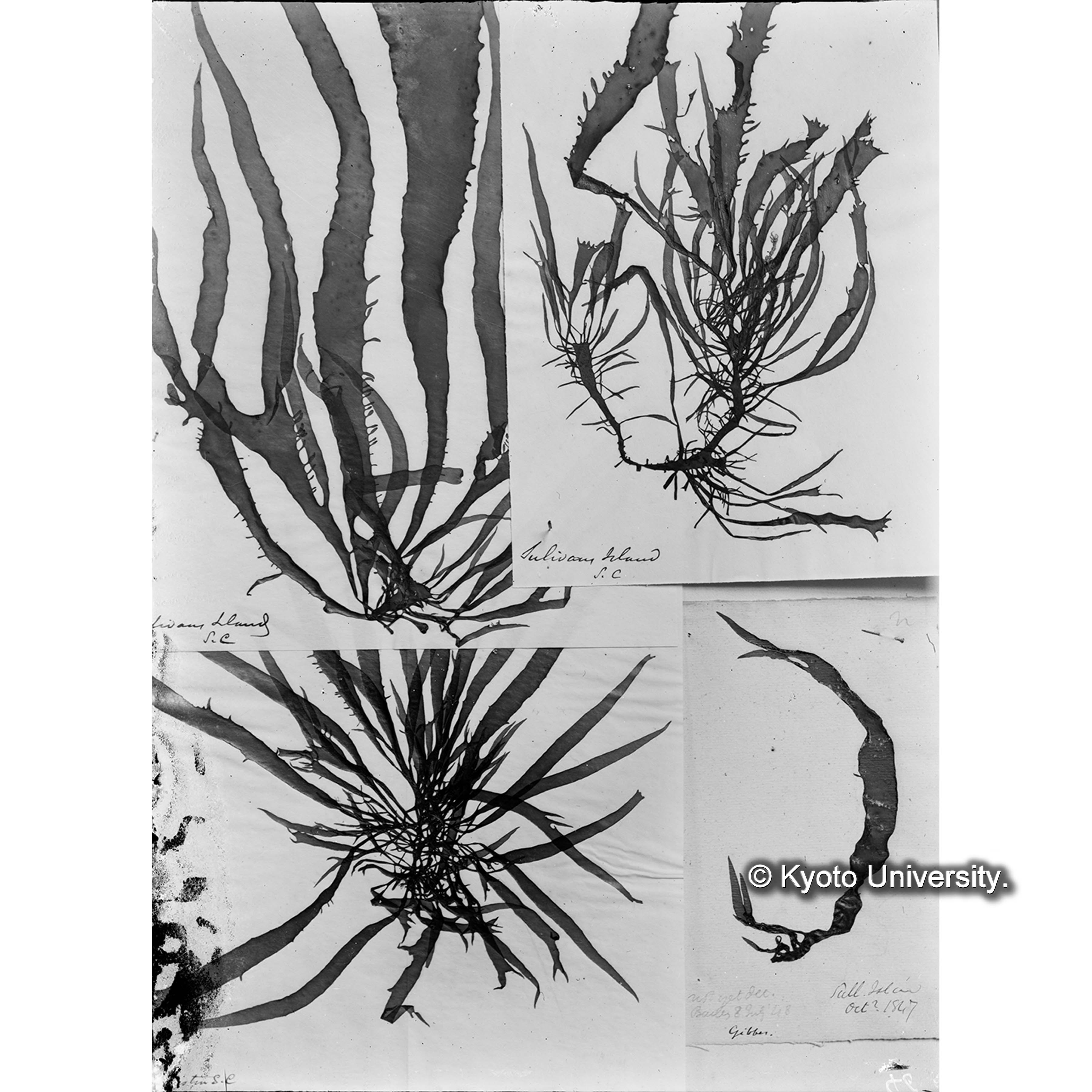 Grateloupia Gibbesi Harv. / 外遊二年 p.1290. （写真帳番号 53） (4)