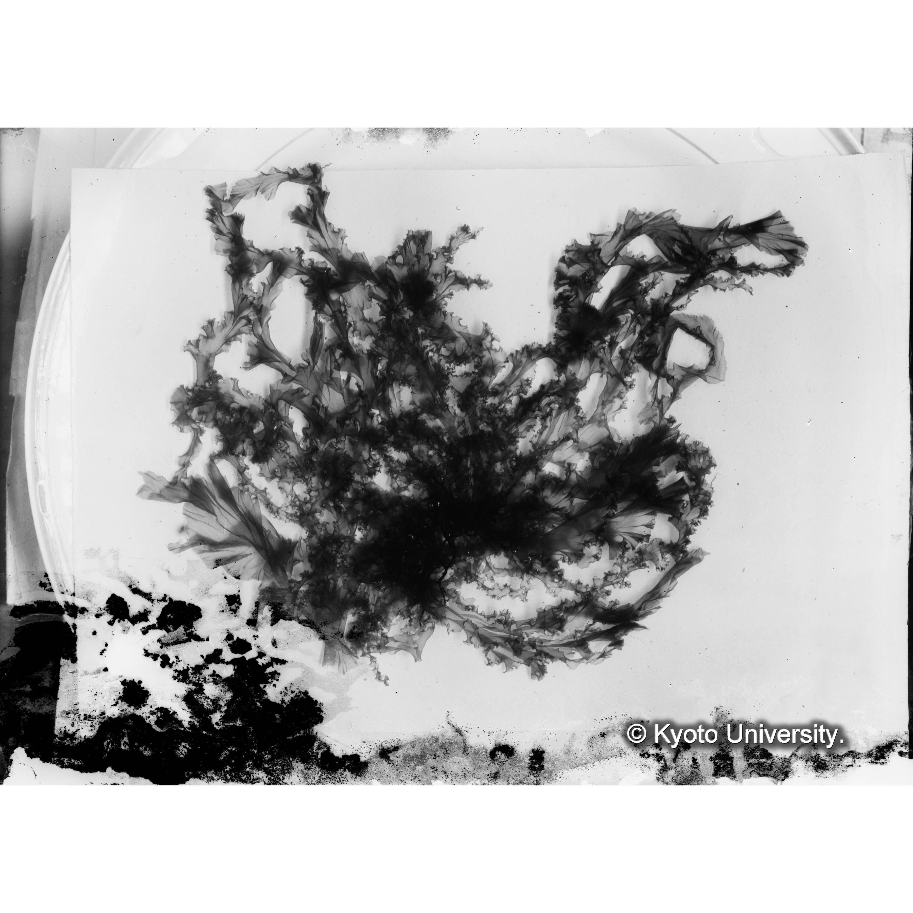 Monostroma / Muroran / April 1917 (7)