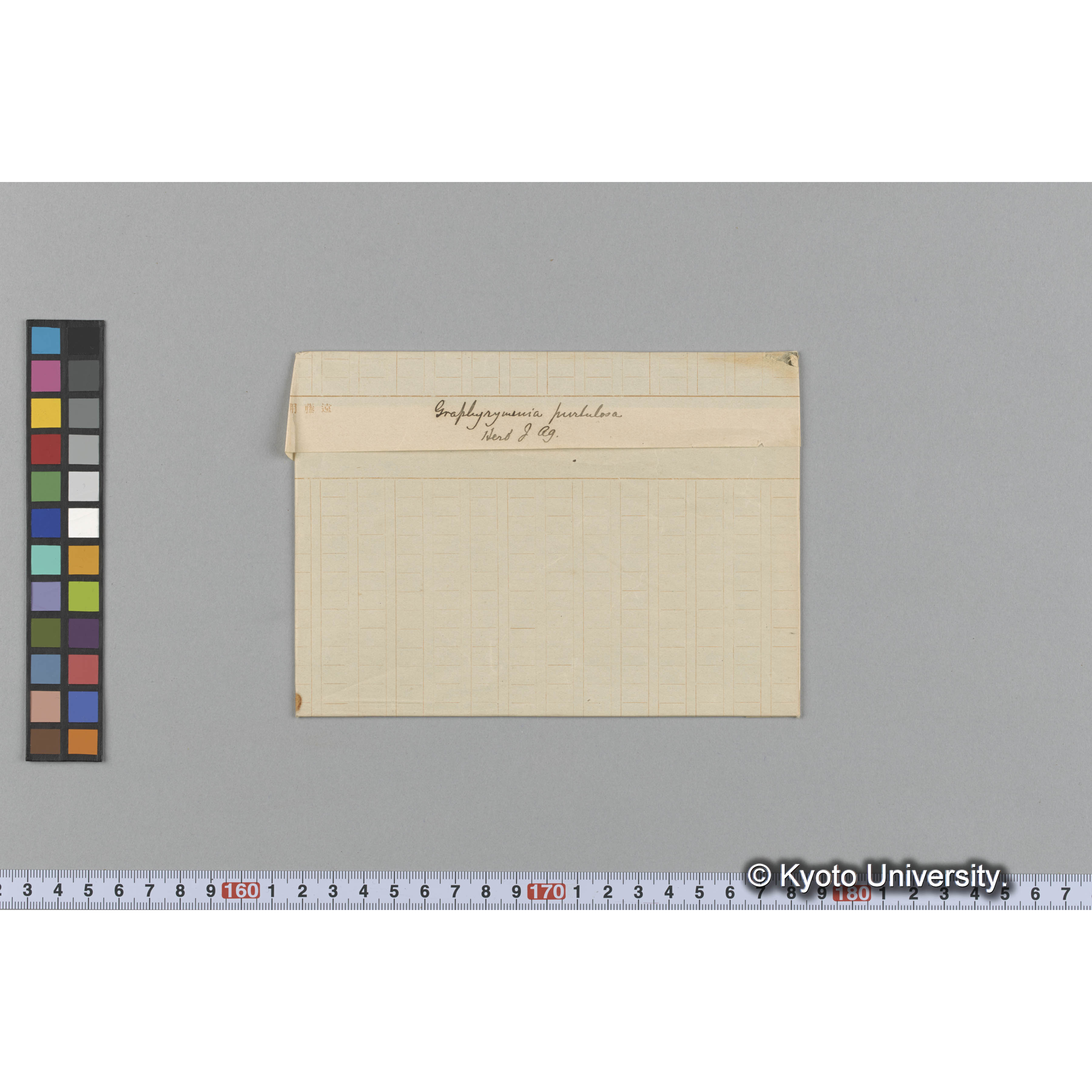 Graphyrymenia pustulosa / Herb. J. Ag. （写真帳番号 52） (1)