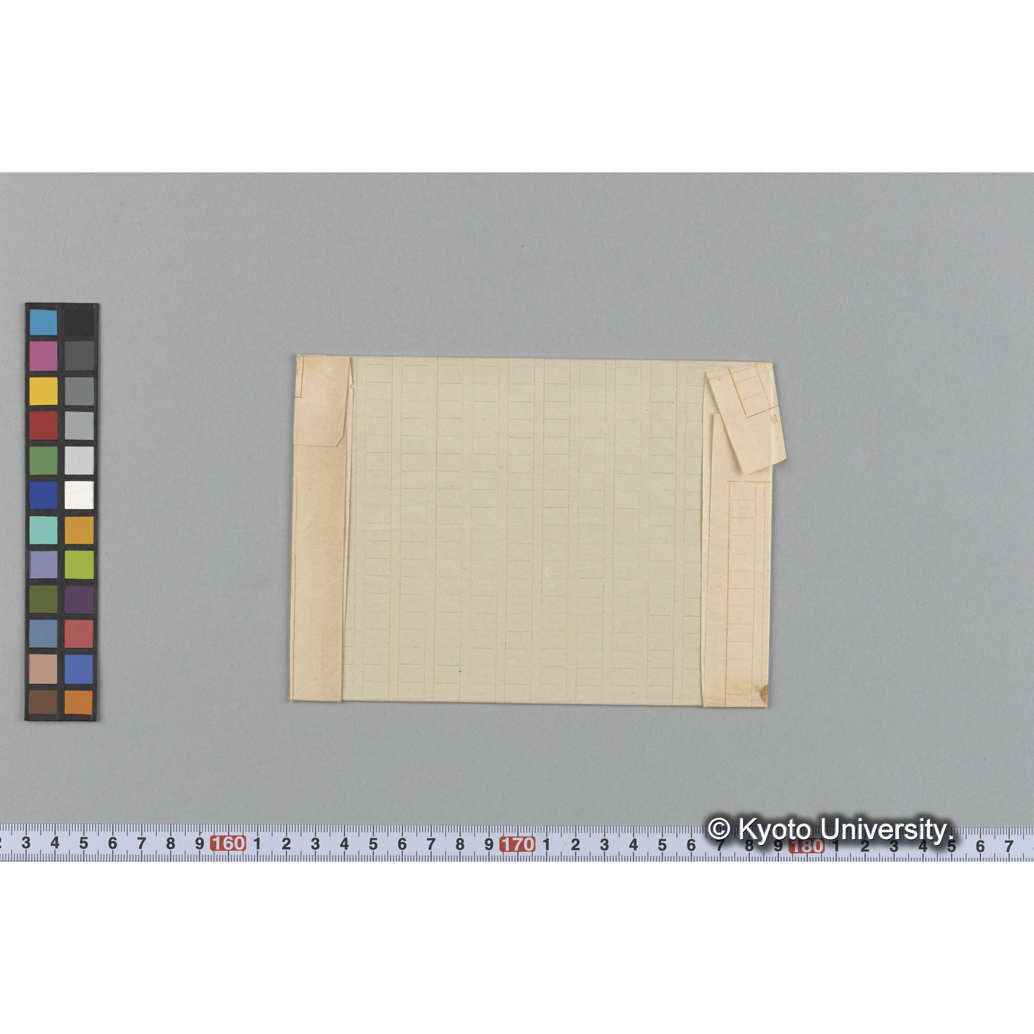 Graphyrymenia pustulosa / Herb. J. Ag. （写真帳番号 52） (2)