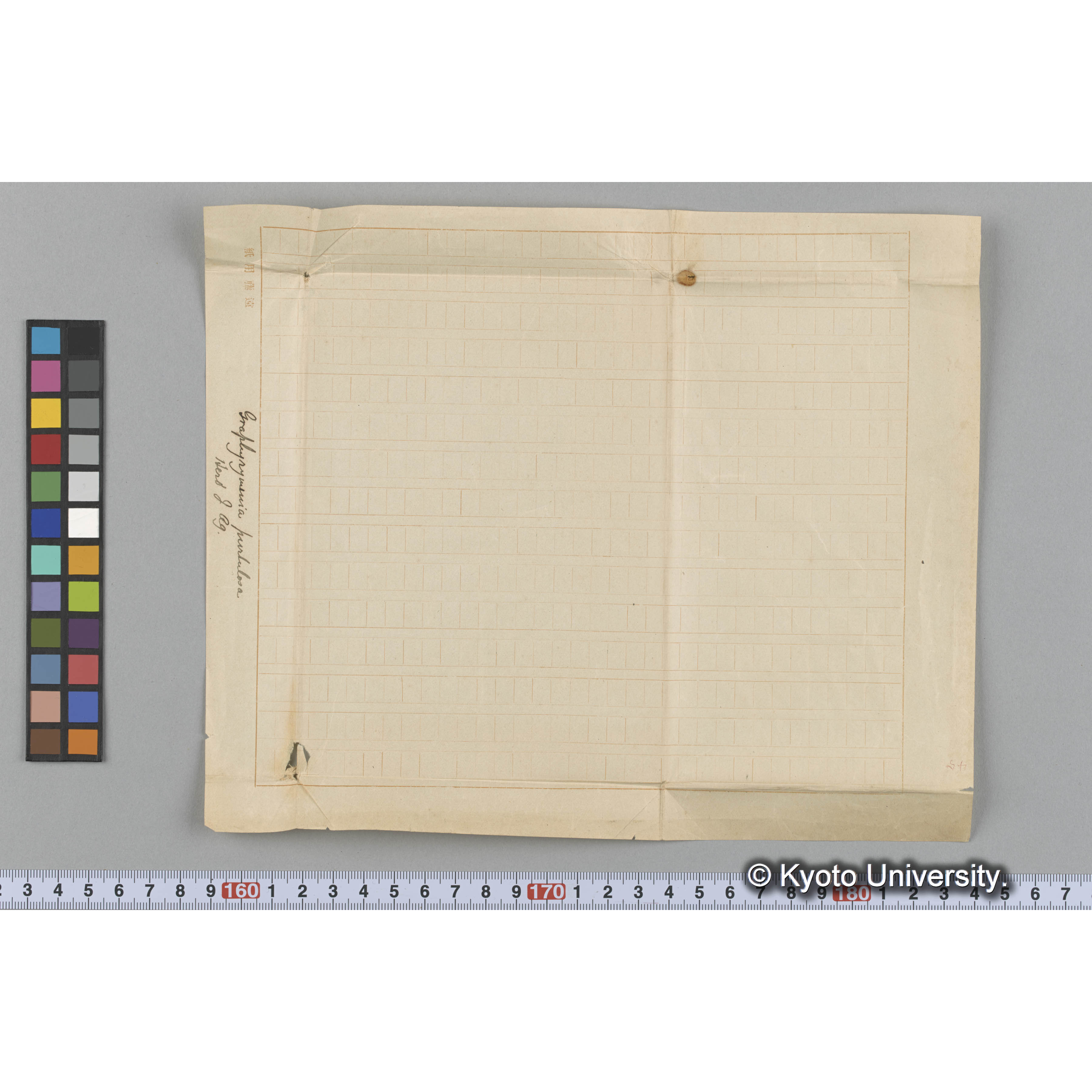 Graphyrymenia pustulosa / Herb. J. Ag. （写真帳番号 52） (3)