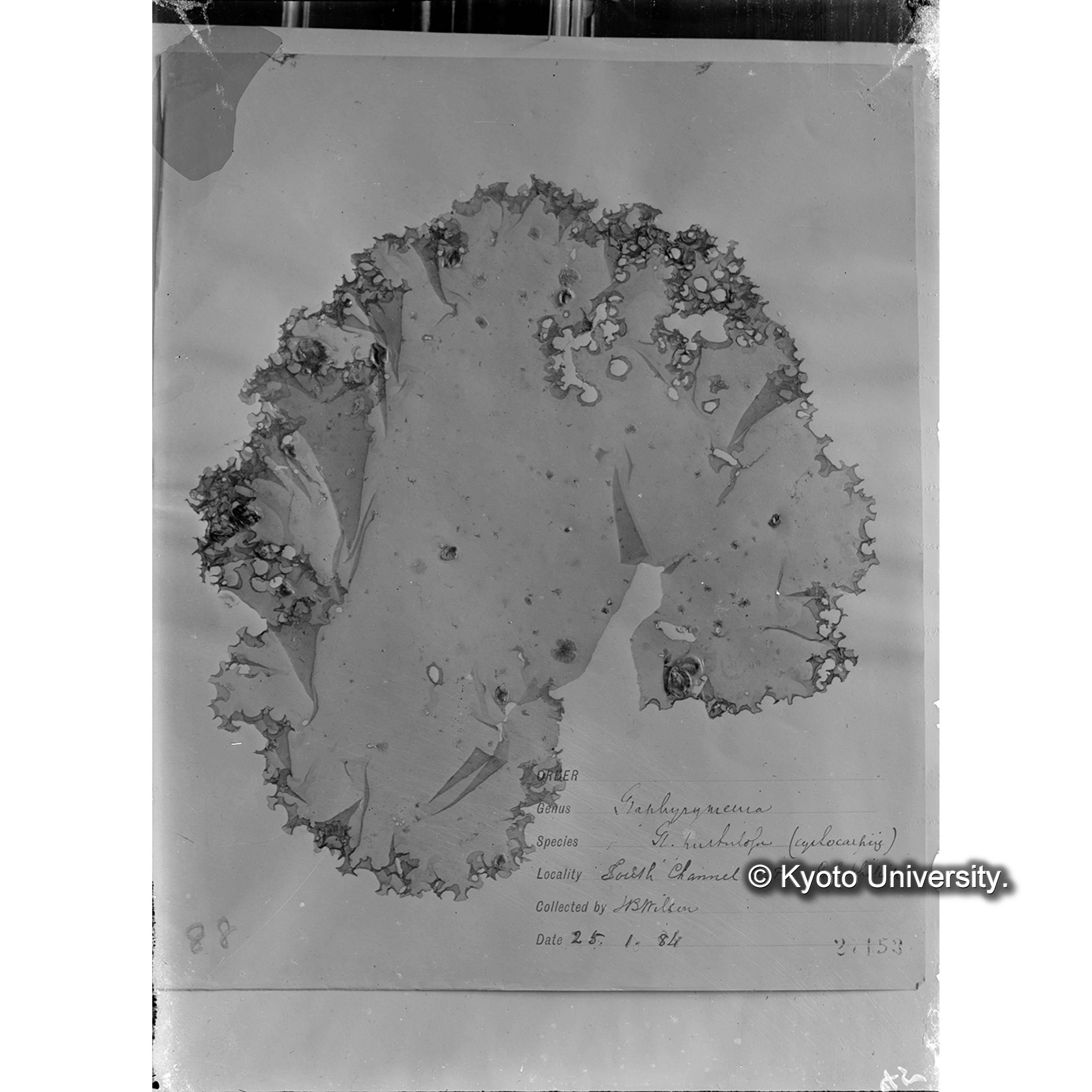 Graphyrymenia pustulosa / Herb. J. Ag. （写真帳番号 52） (4)