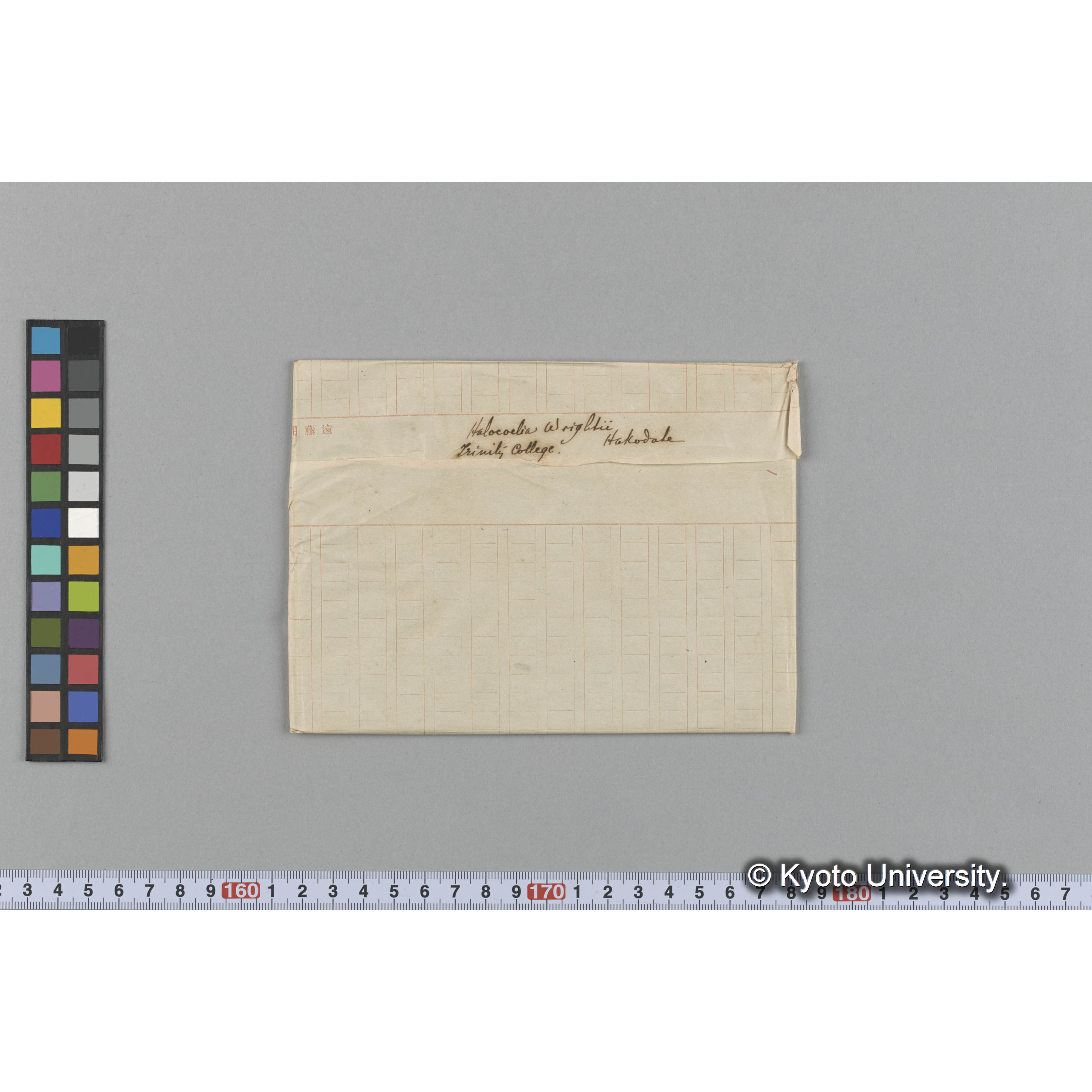 Halocoelia Wrightii / Trinity College. / Hakodate （写真帳番号 57） (1)