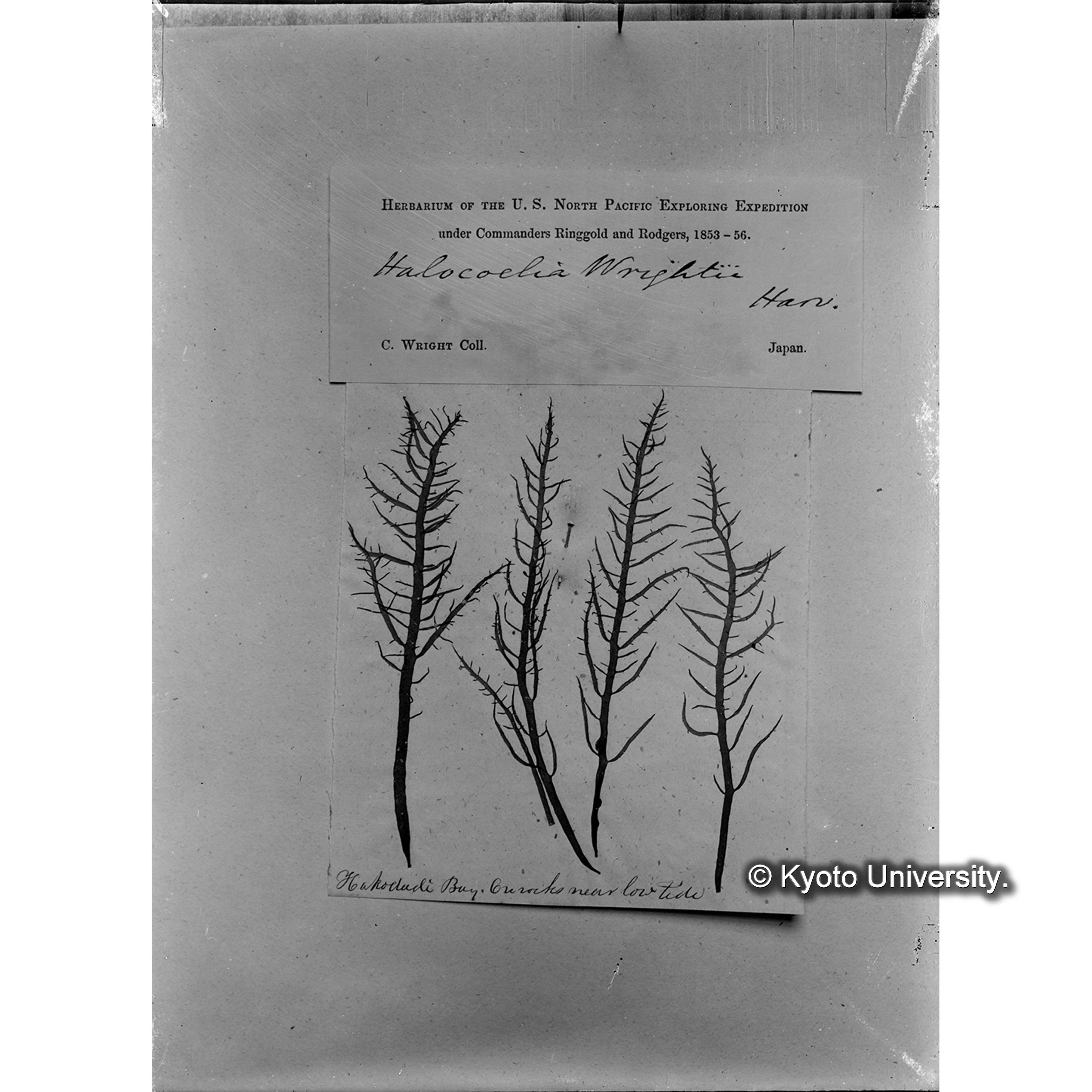 Halocoelia Wrightii / Trinity College. / Hakodate （写真帳番号 57） (4)