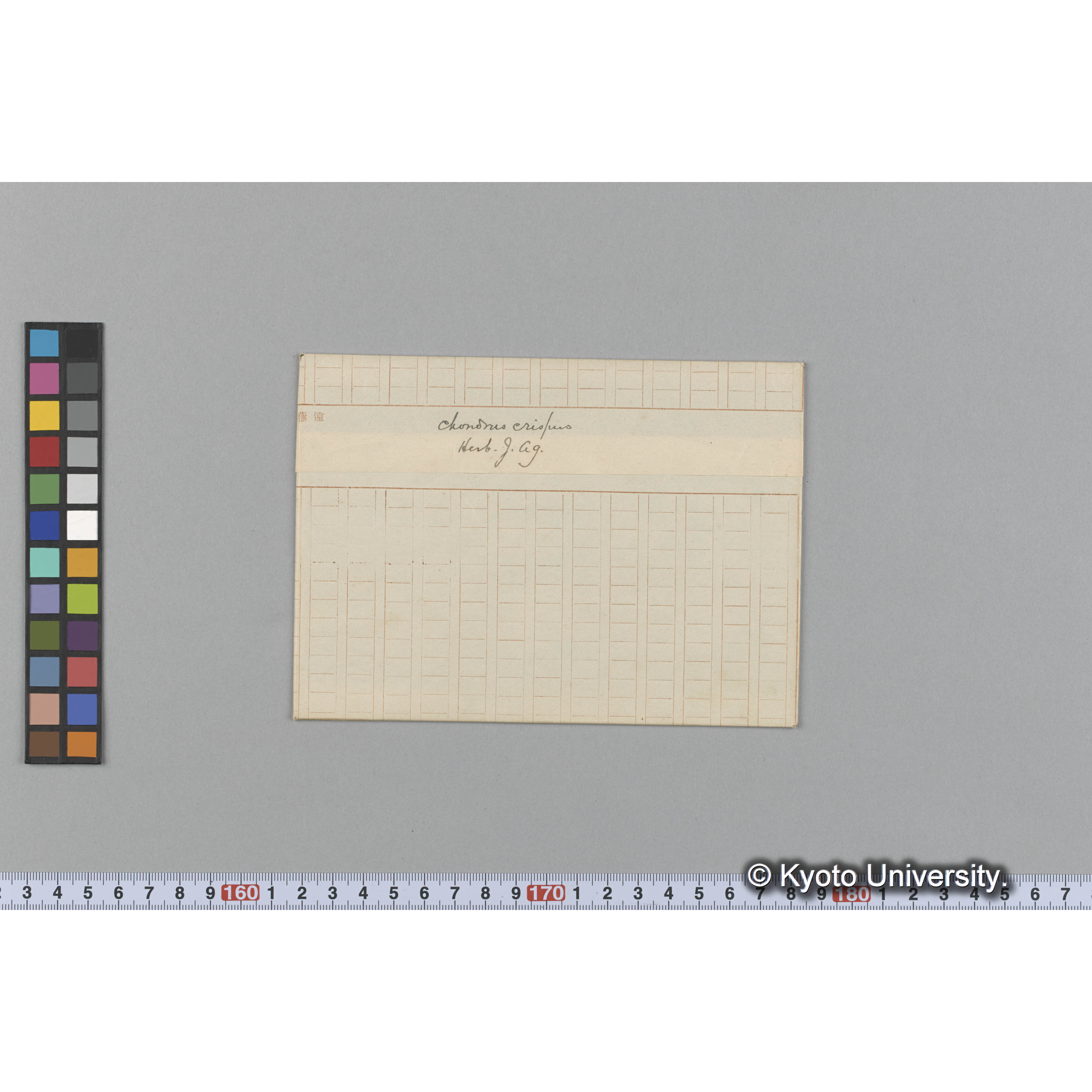 Chondrus crispus / Herb. J. Ag. （写真帳番号 29） (1)