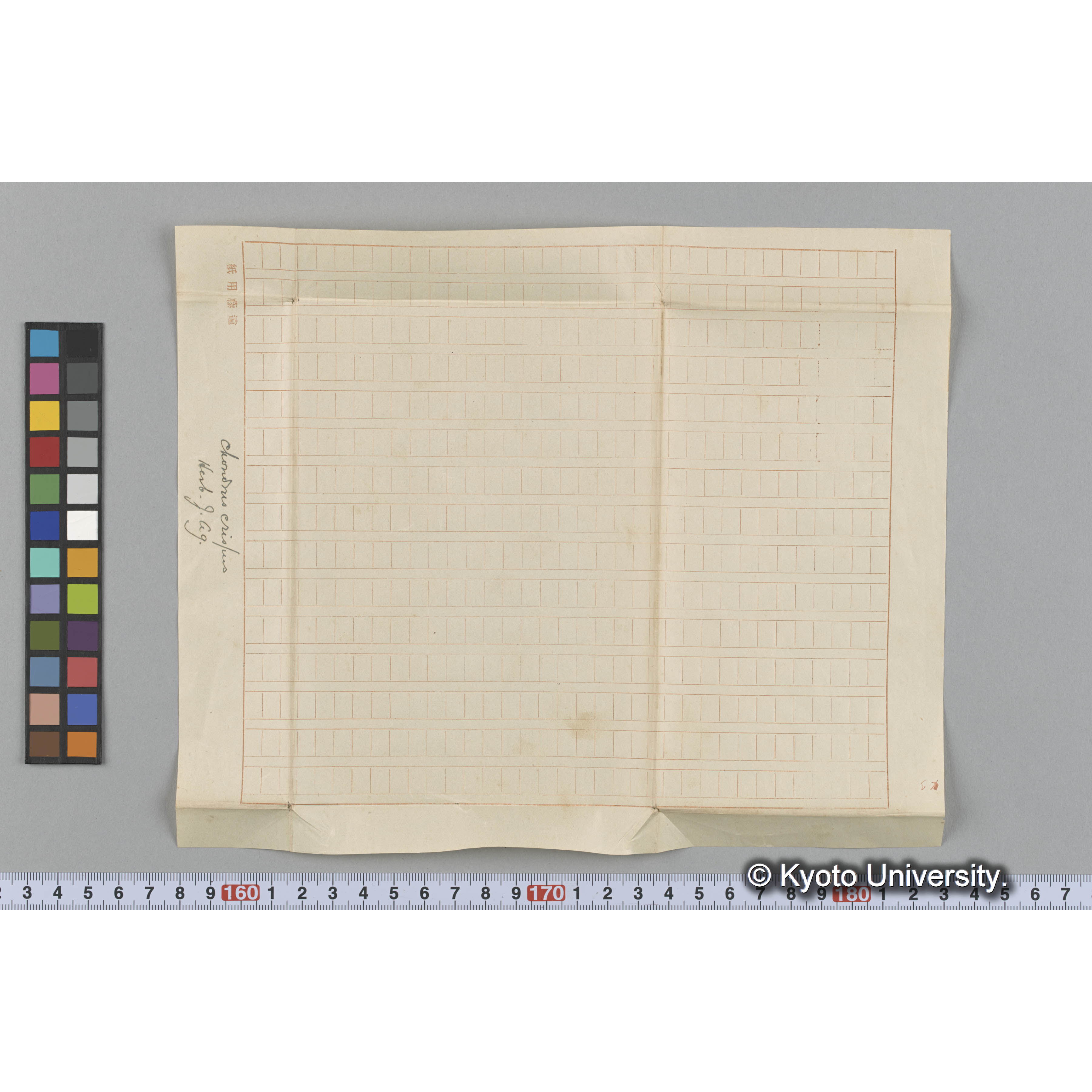 Chondrus crispus / Herb. J. Ag. （写真帳番号 29） (3)