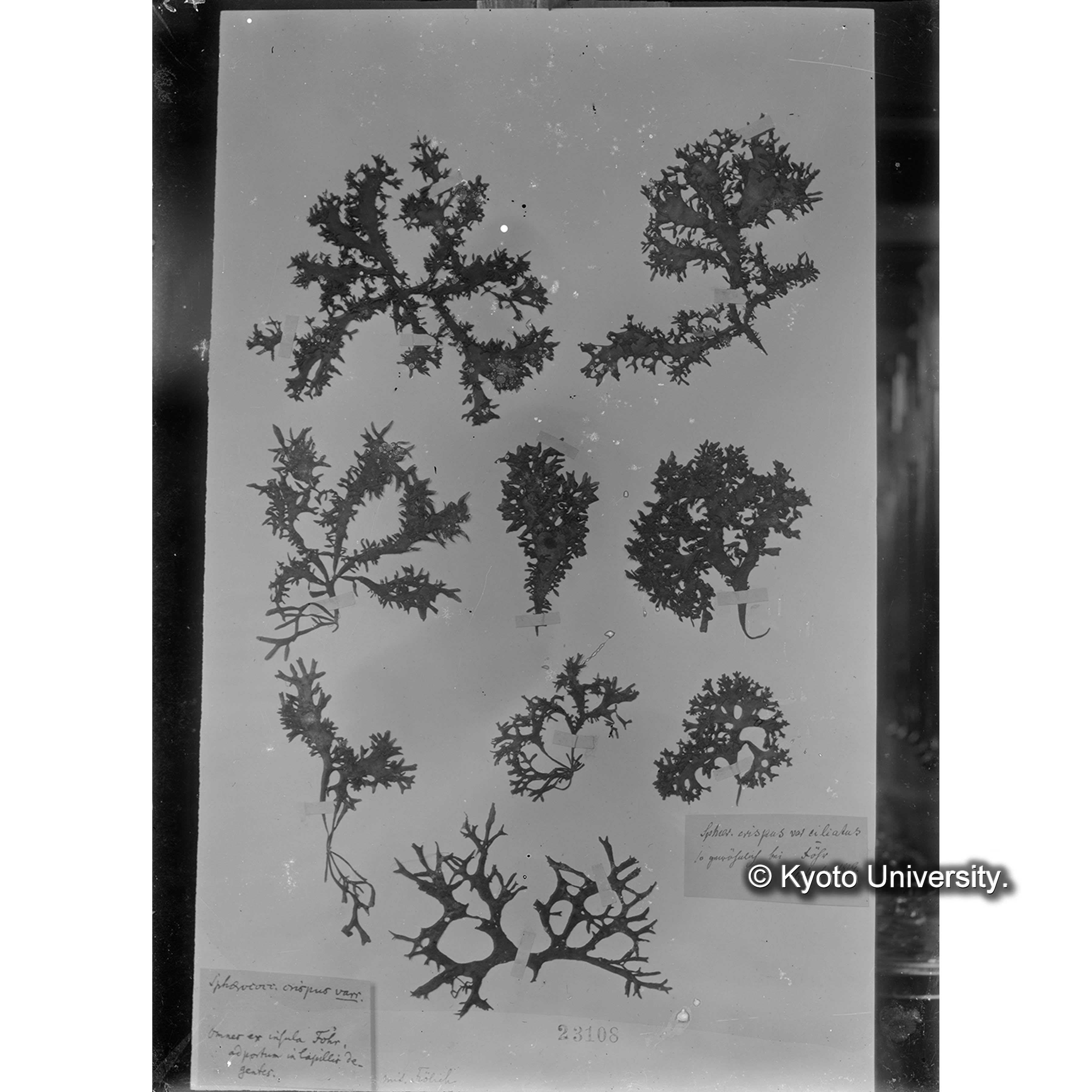Chondrus crispus / Herb. J. Ag. （写真帳番号 29） (4)