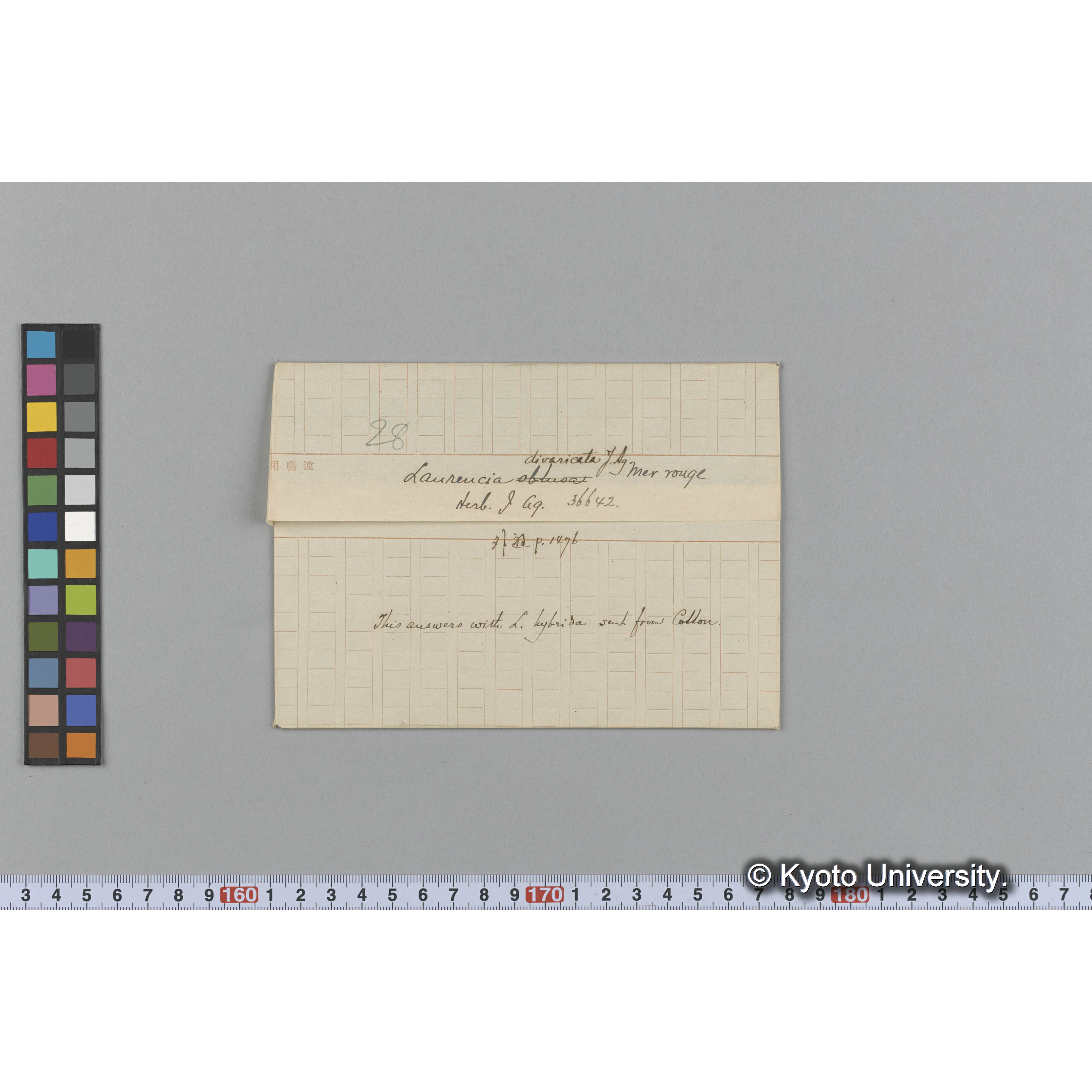 Laurencia divaricata J. Ag / Herb. J Ag. 36642. / Mer rouge. / 外遊　p.1476 （写真帳番号 82） (1)