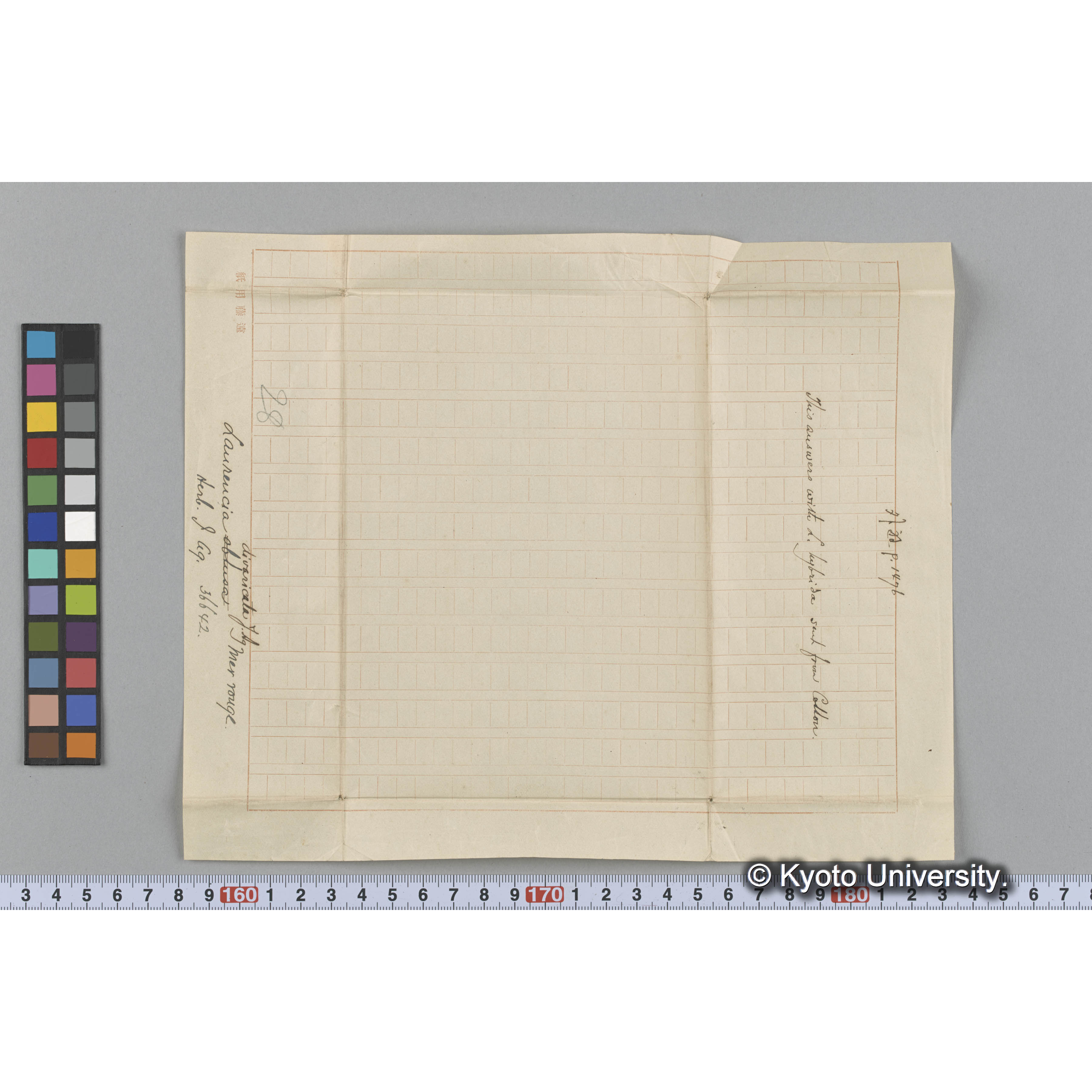 Laurencia divaricata J. Ag / Herb. J Ag. 36642. / Mer rouge. / 外遊　p.1476 （写真帳番号 82） (3)