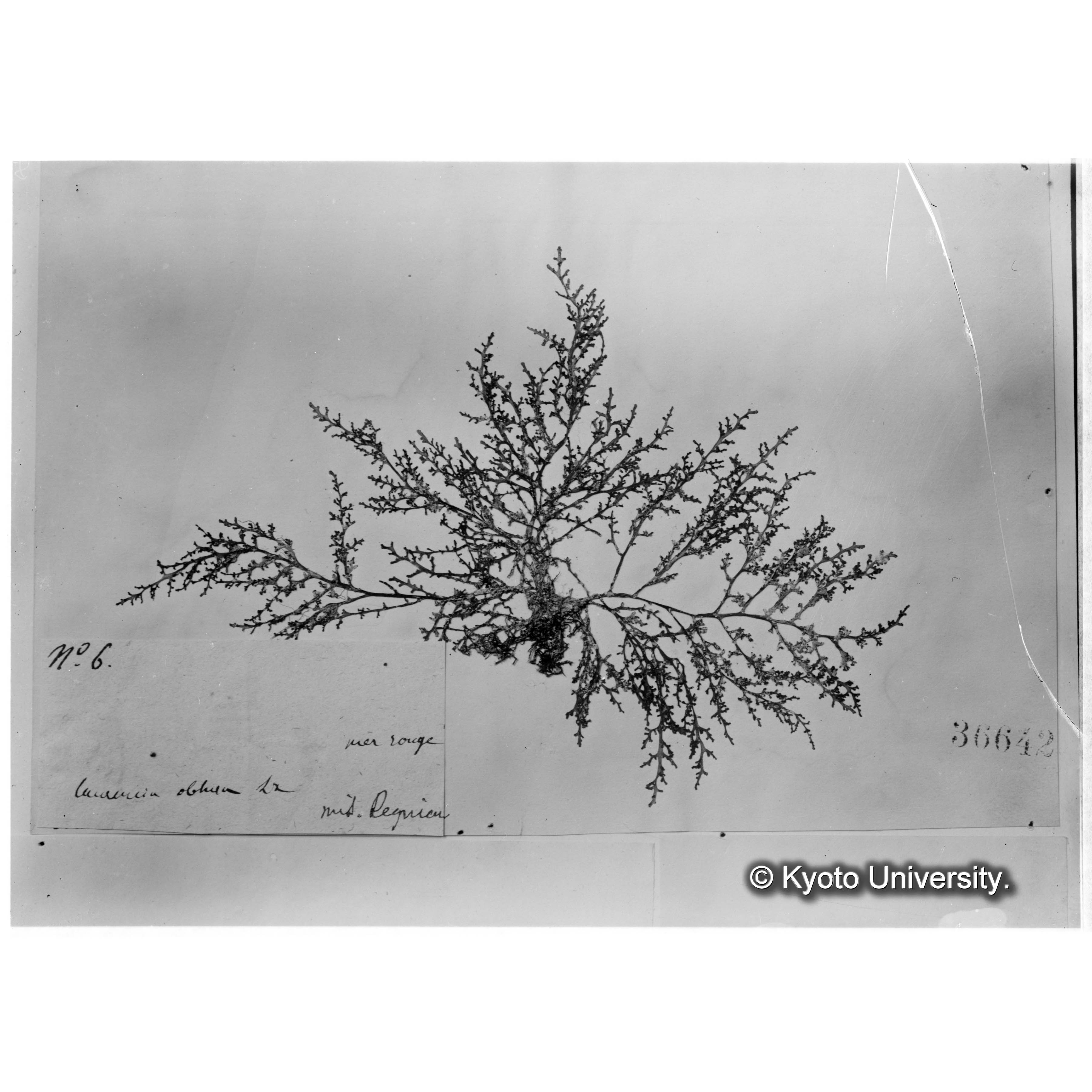 Laurencia divaricata J. Ag / Herb. J Ag. 36642. / Mer rouge. / 外遊　p.1476 （写真帳番号 82） (4)