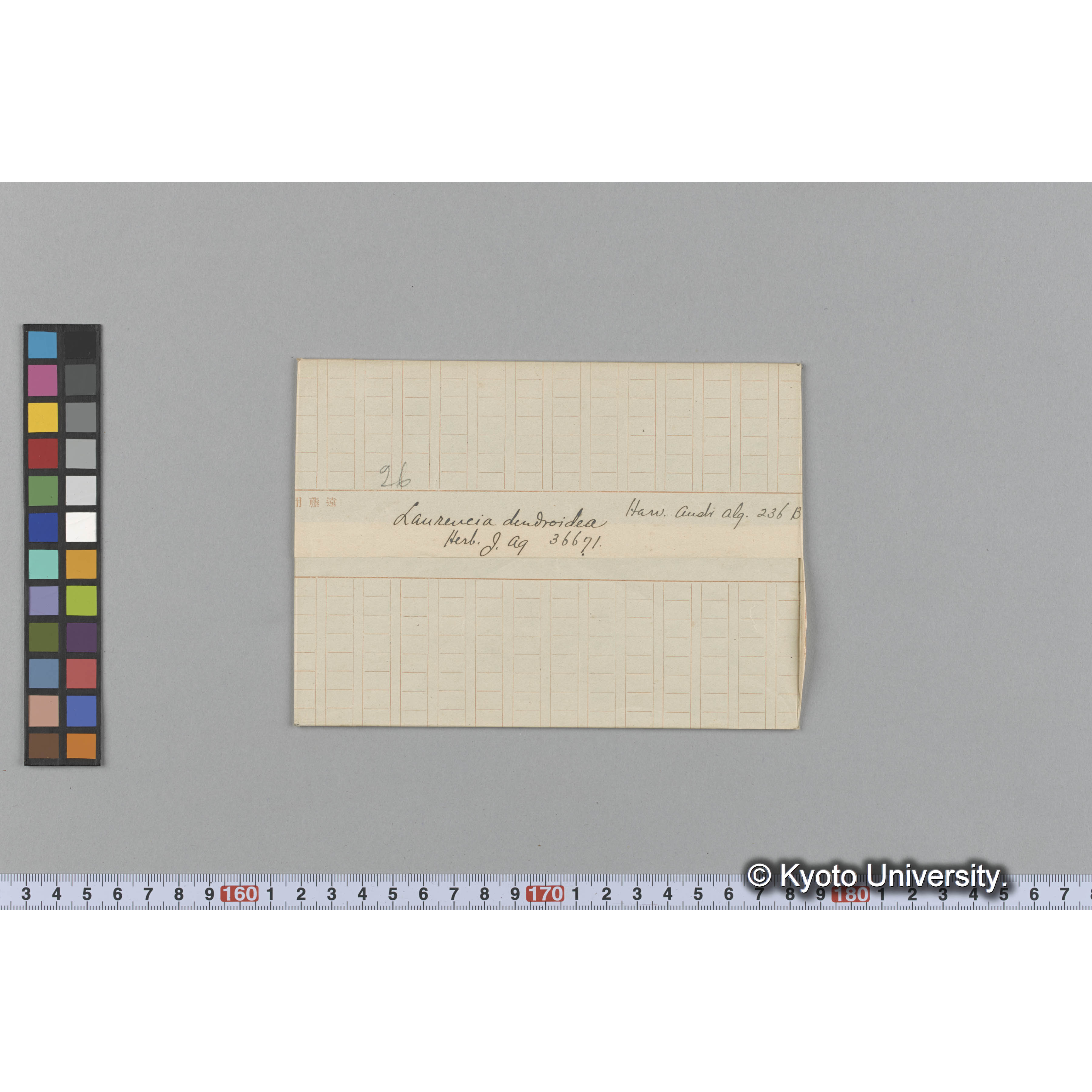 Laurencia dendroidea / Herb. J. Ag. 36671 / Harv. Austr. Alg. 236B. （写真帳番号 79） (1)